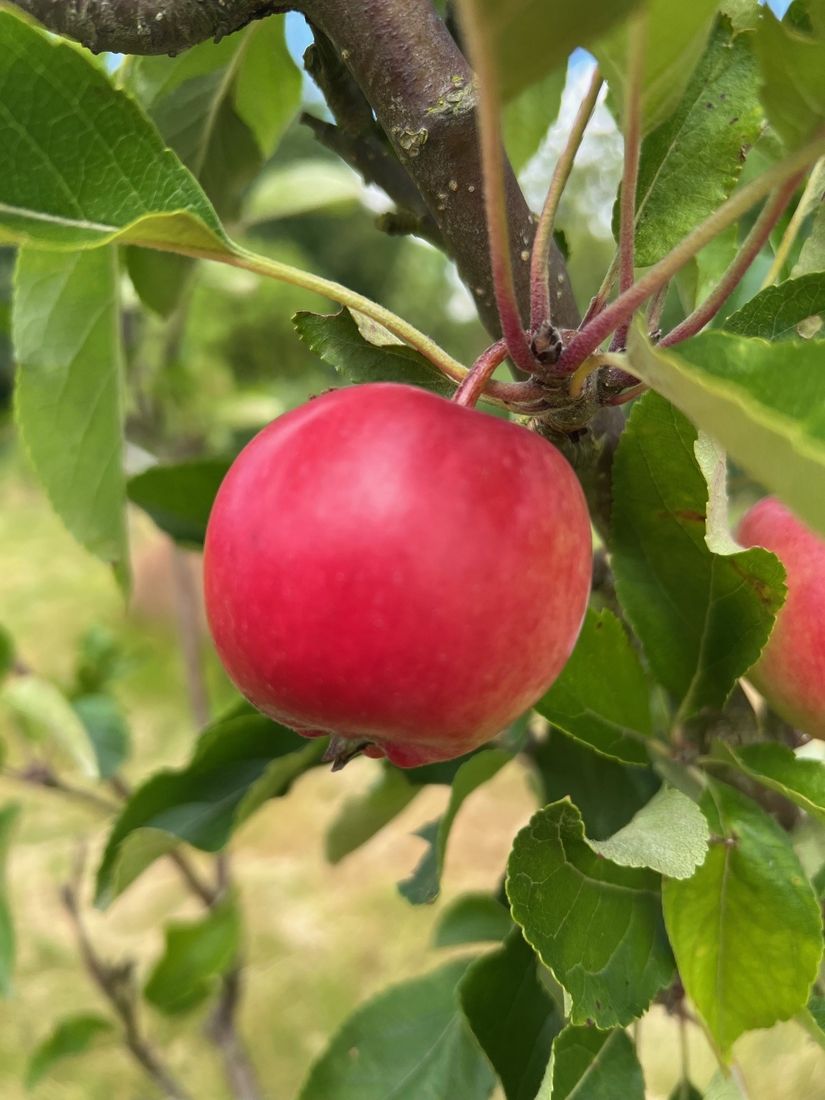 Villa, Erikslundsvägen 140, Gussnava , Ystad