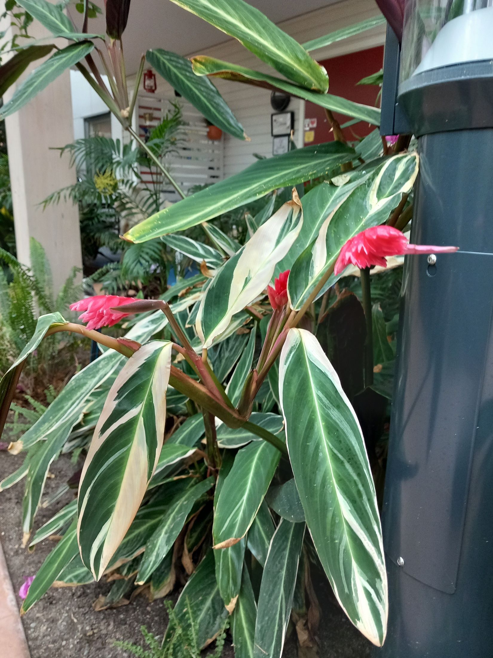 Bostadsrätt, Varpvägen  9, Strängnäs