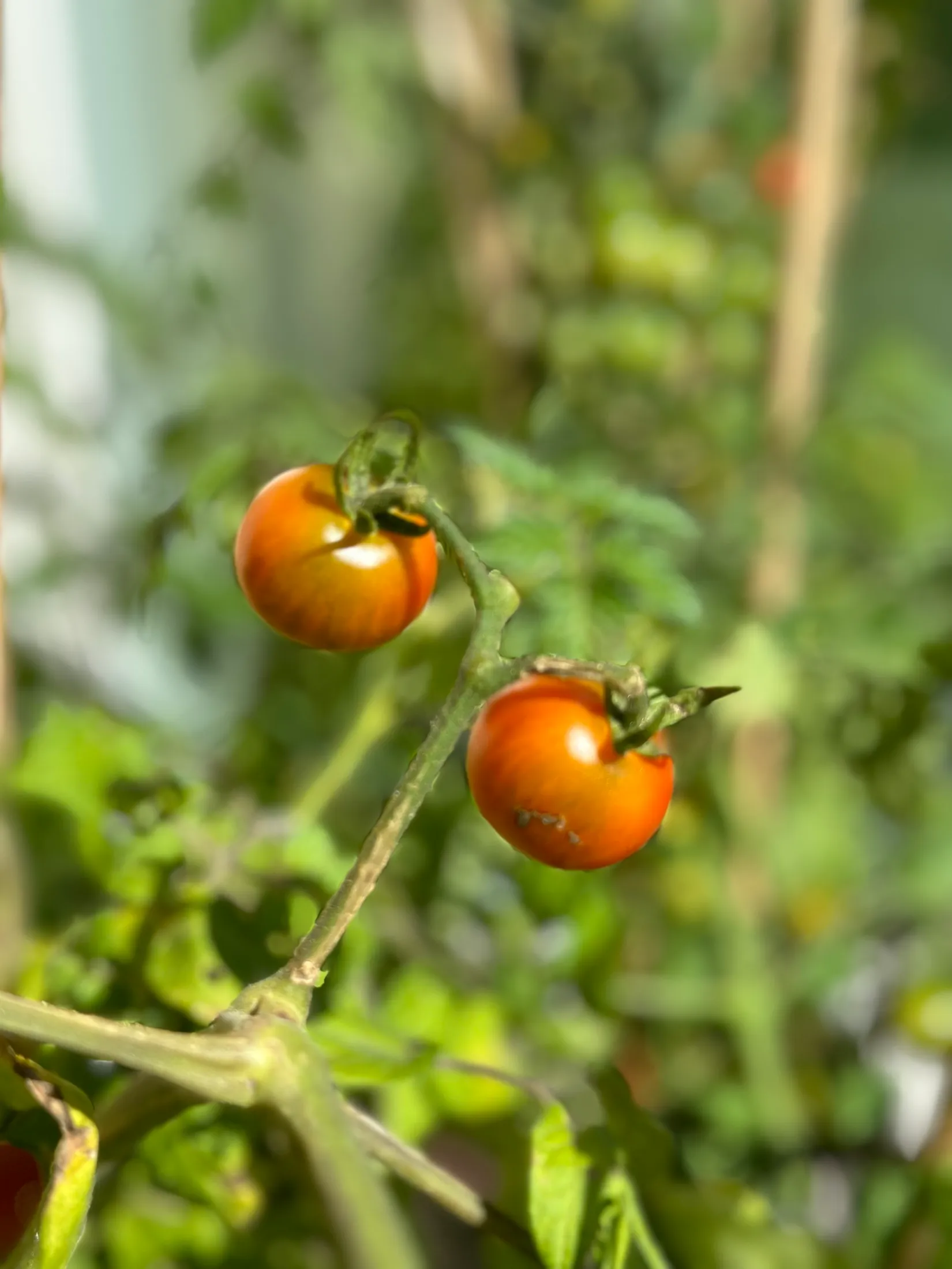 Villa, Älgvägen 1, Tulebo, Mölndal