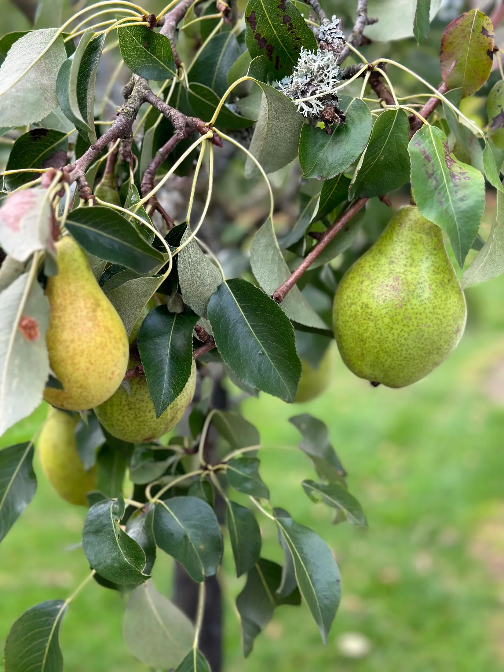 Villa, Älgvägen 1, Tulebo, Mölndal