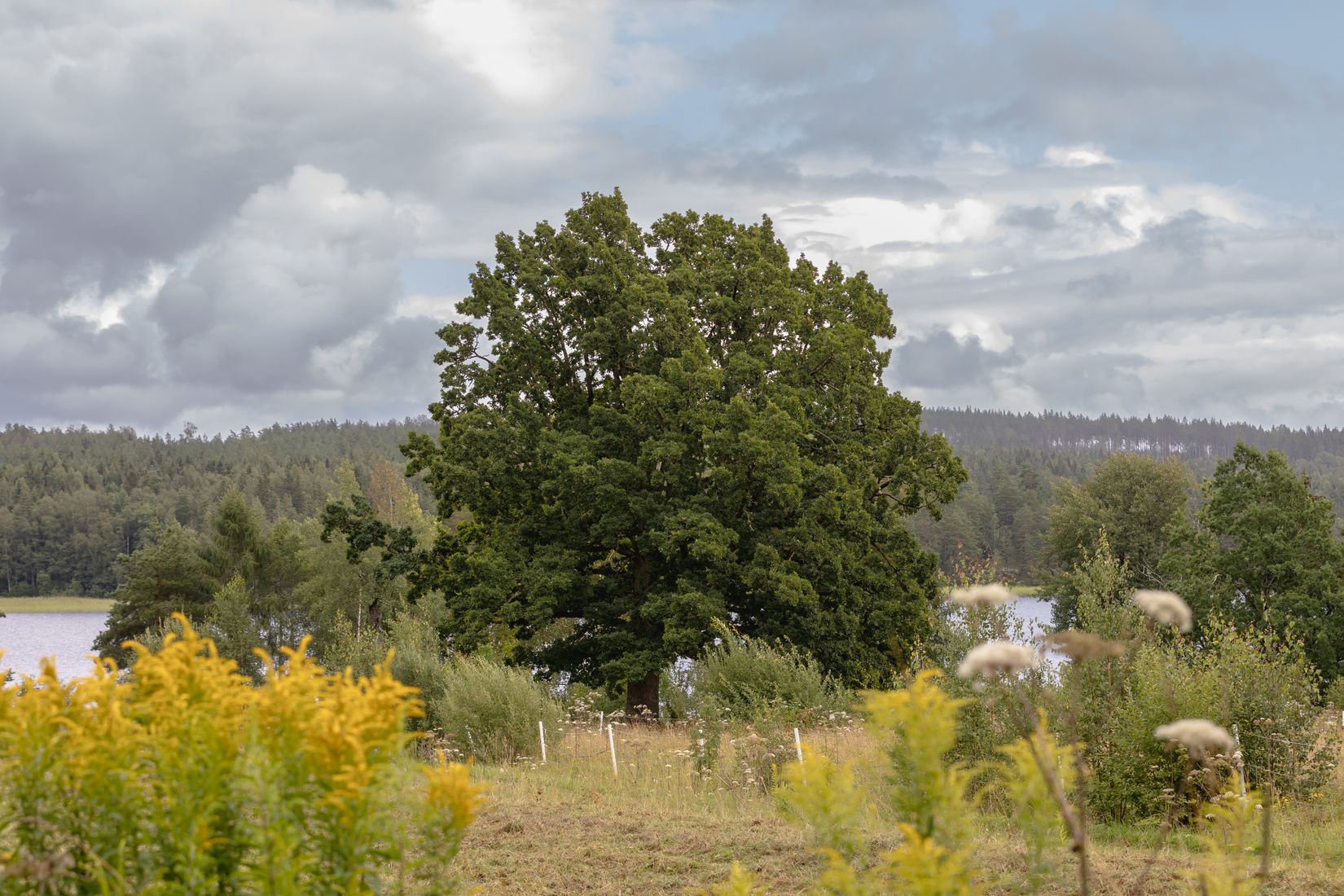 Gård/Skog, Svedenäs herrgård 230, Svedenäs, Karlstad