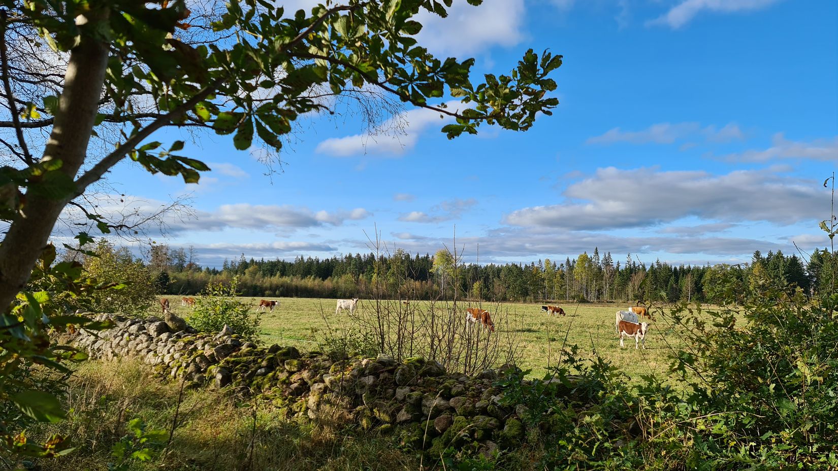 Fritidshus, Ekornarp Bengtsgård 4, Ekornarp, Ljungby