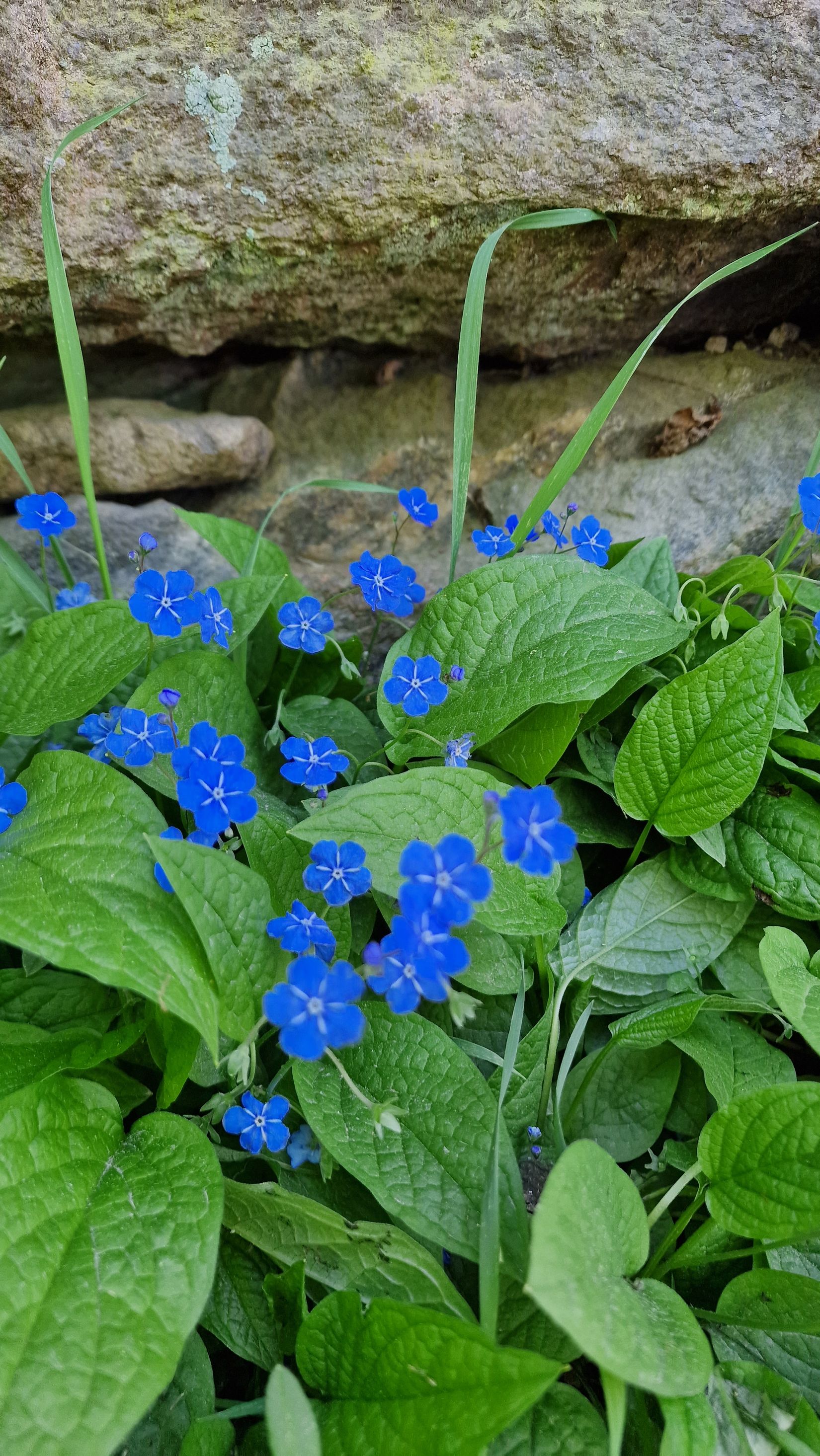 Fritidshus, Ekornarp Bengtsgård 4, Ekornarp, Ljungby