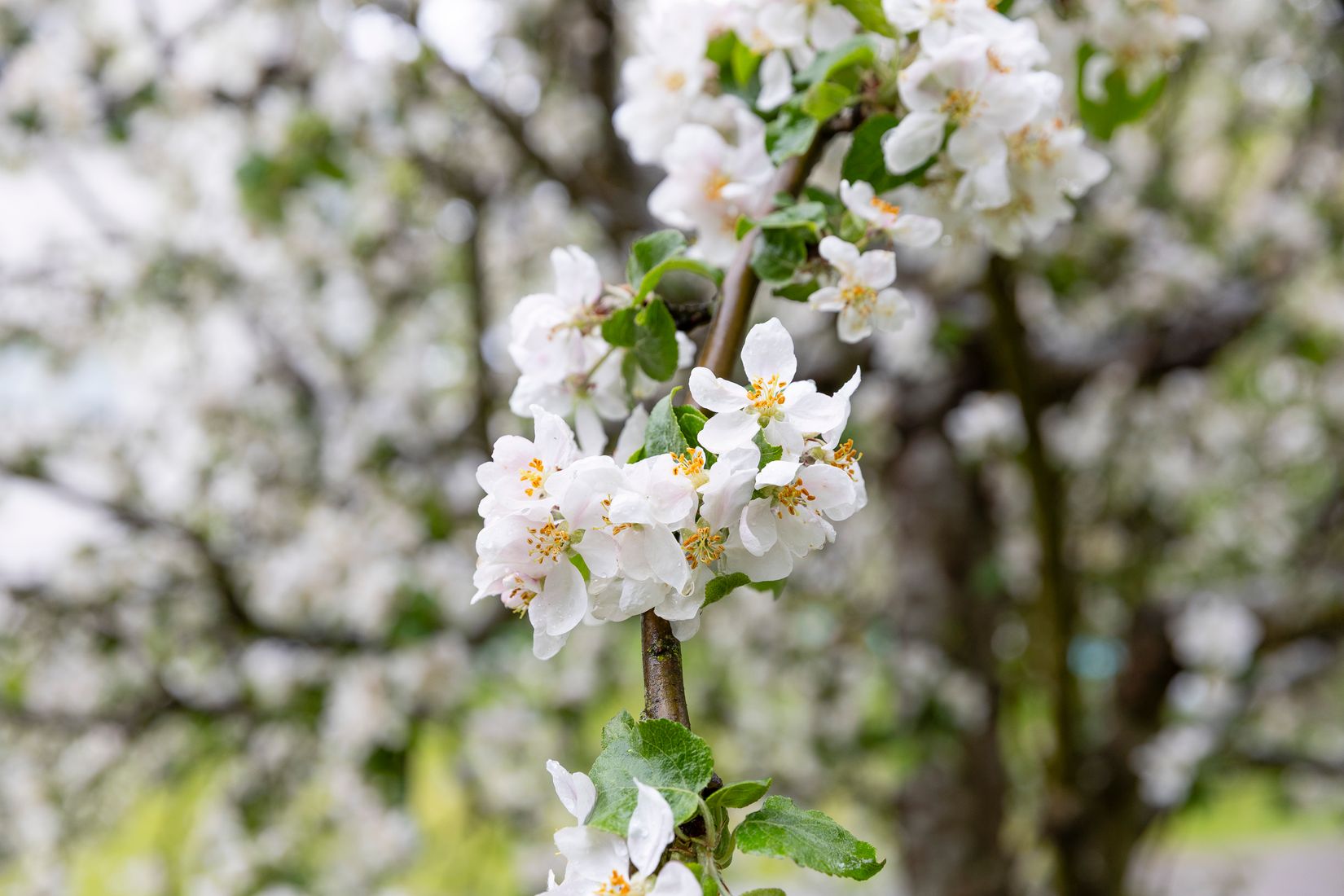 Bostadsrätt, Cedervägen 7, Fågelsången, Sollentuna