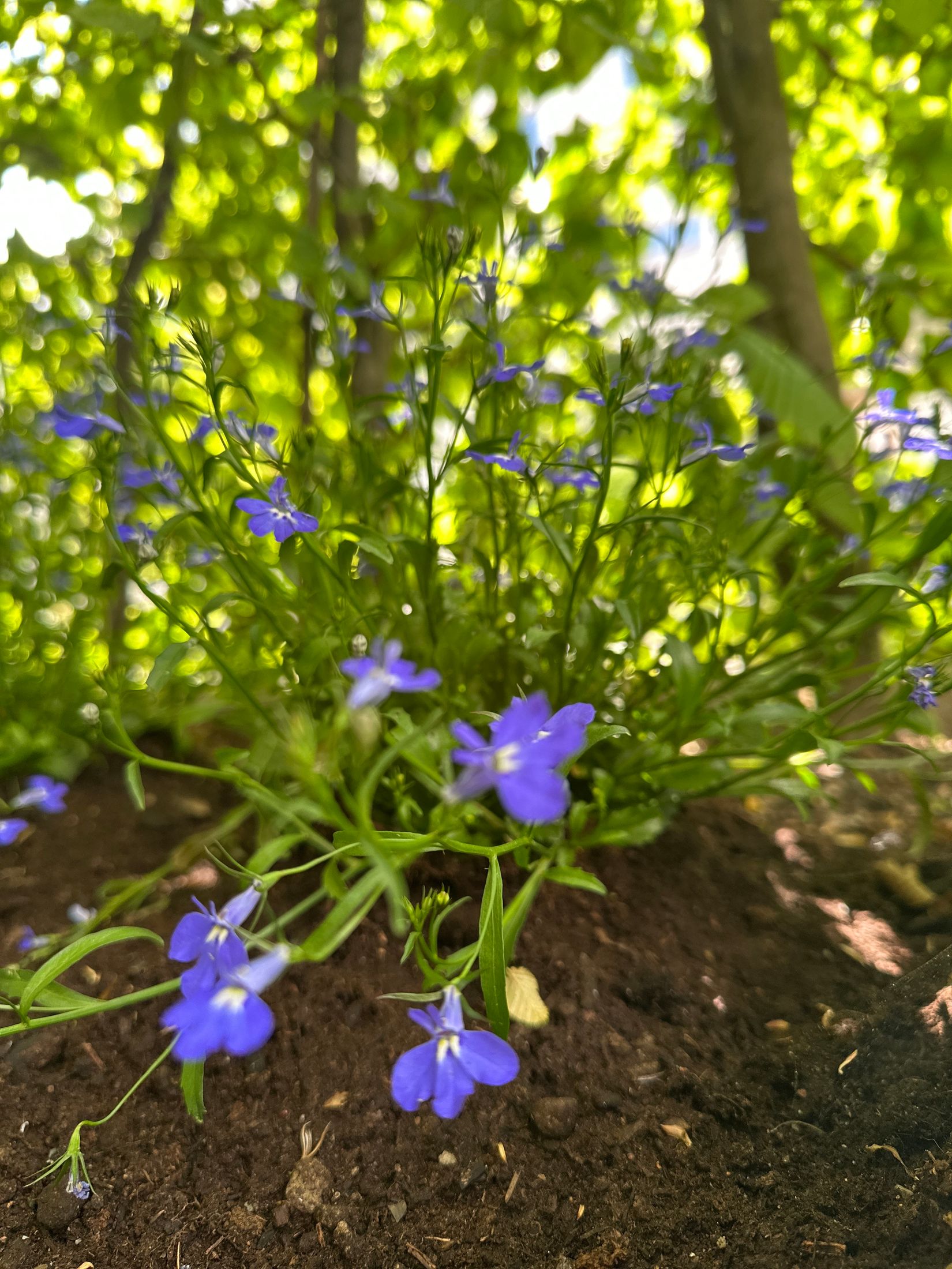 Bostadsrätt, Finn Malmgrens Väg 2, Hammarbyhöjden, Stockholm