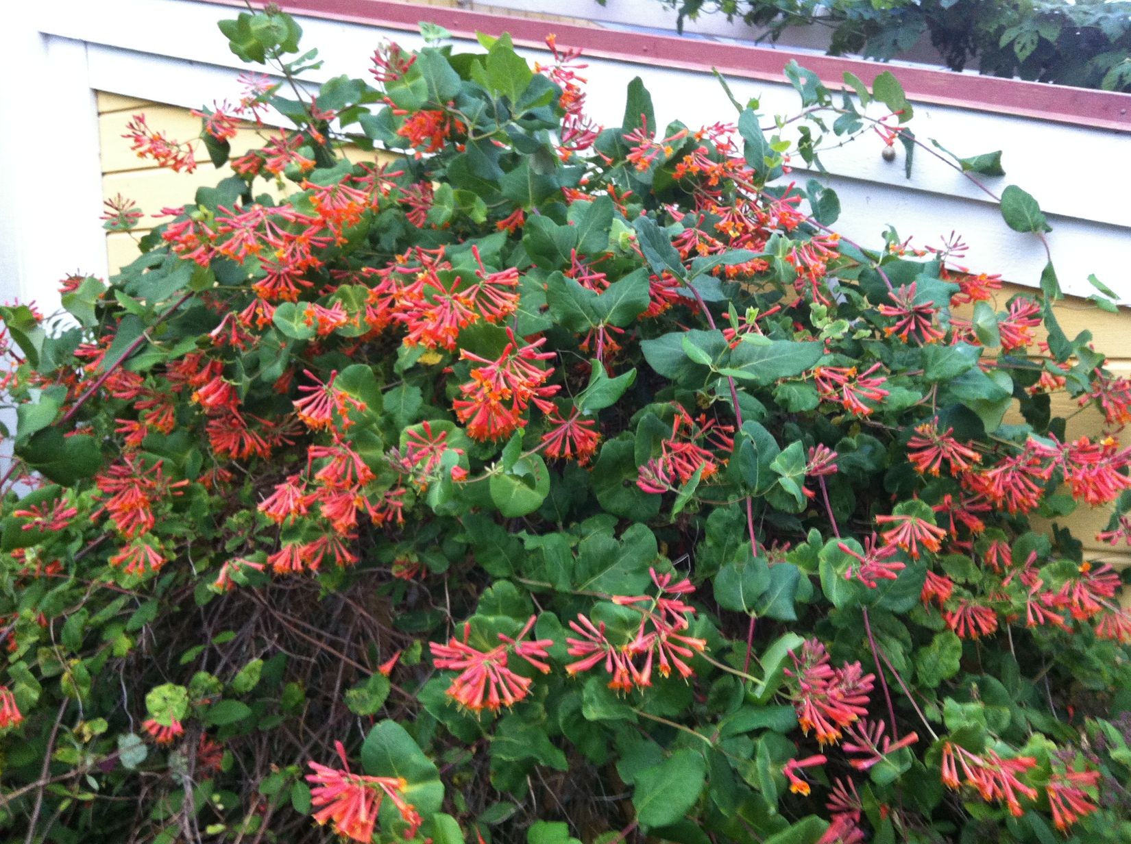 Radhus, Småbjörksvägen 49, Spånga Bromsten, Stockholm