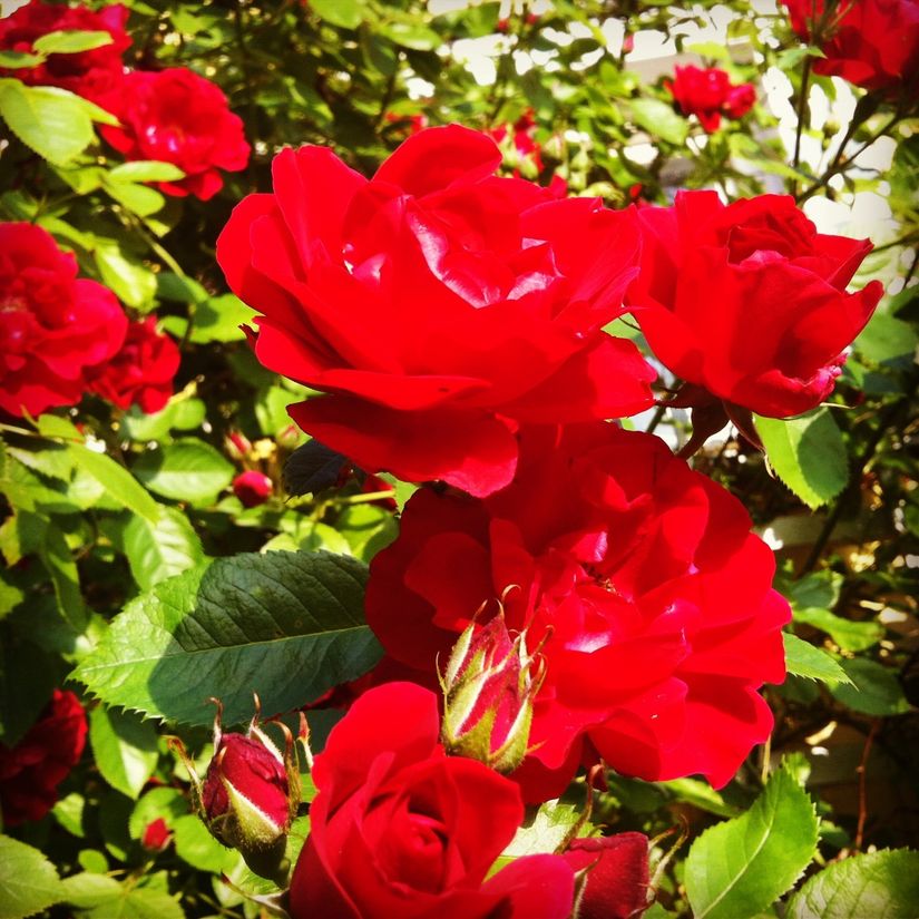 Radhus, Småbjörksvägen 49, Spånga Bromsten, Stockholm