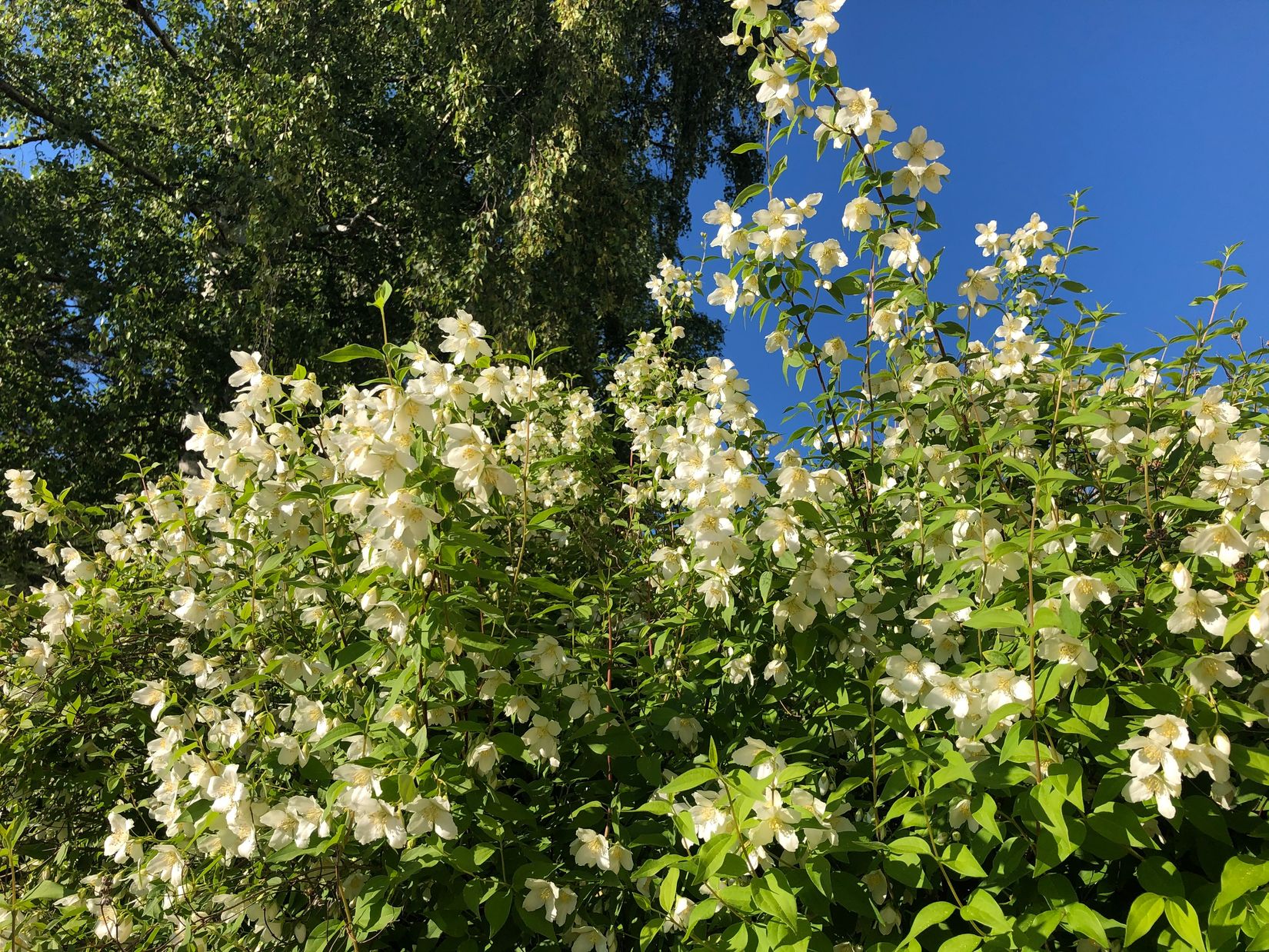 Radhus, Småbjörksvägen 49, Spånga Bromsten, Stockholm