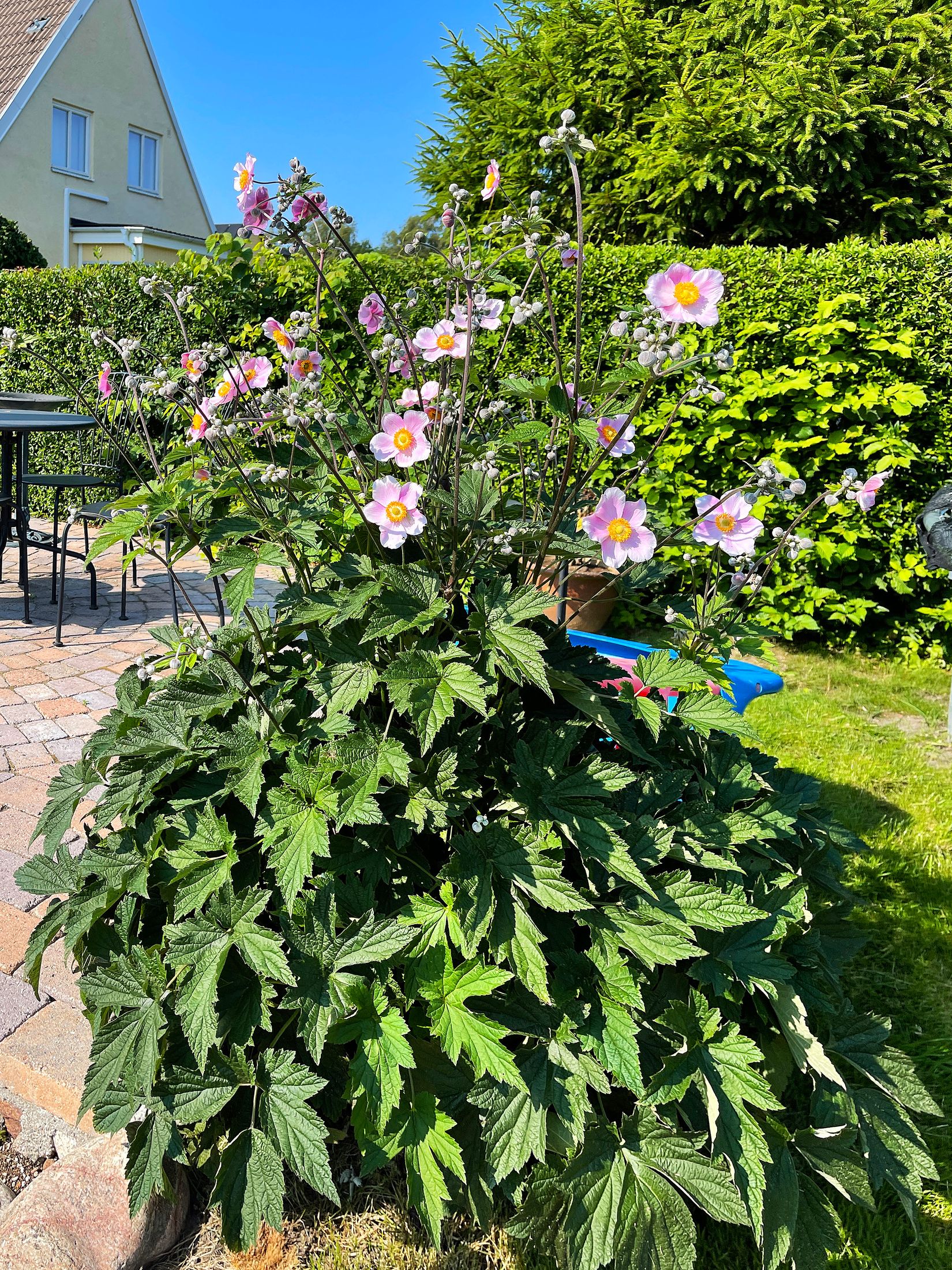 Villa, Svarvaregatan 3, Höganäs