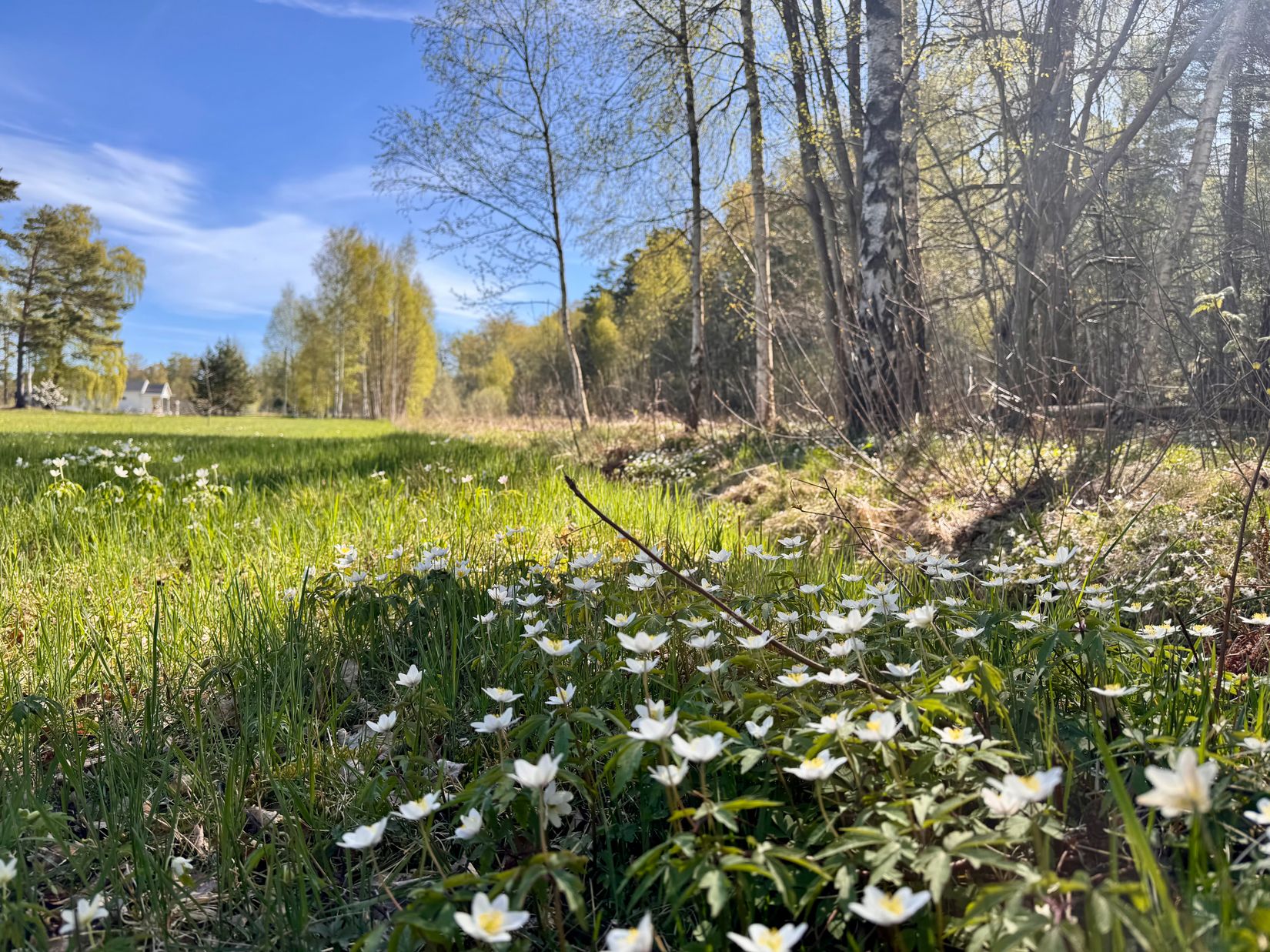 Tomt, Fårö Stora Gasmora 1:25, Fårö, Gotland