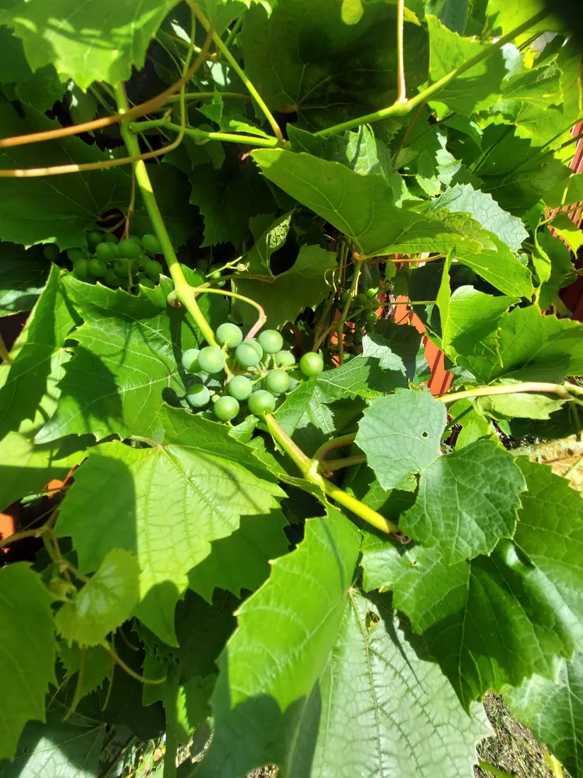 Villa, Oknövägen 13, Oknö, Mönsterås