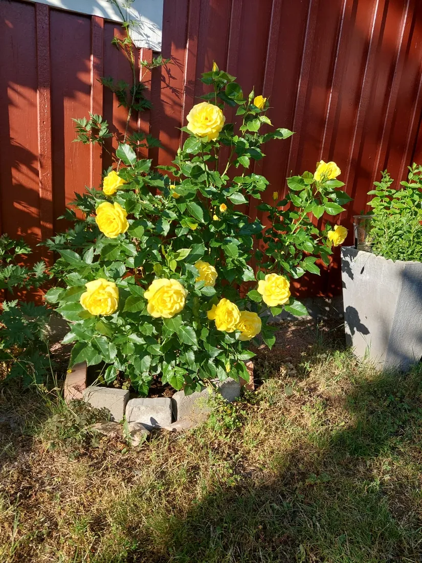 Villa, Oknövägen 13, Oknö, Mönsterås