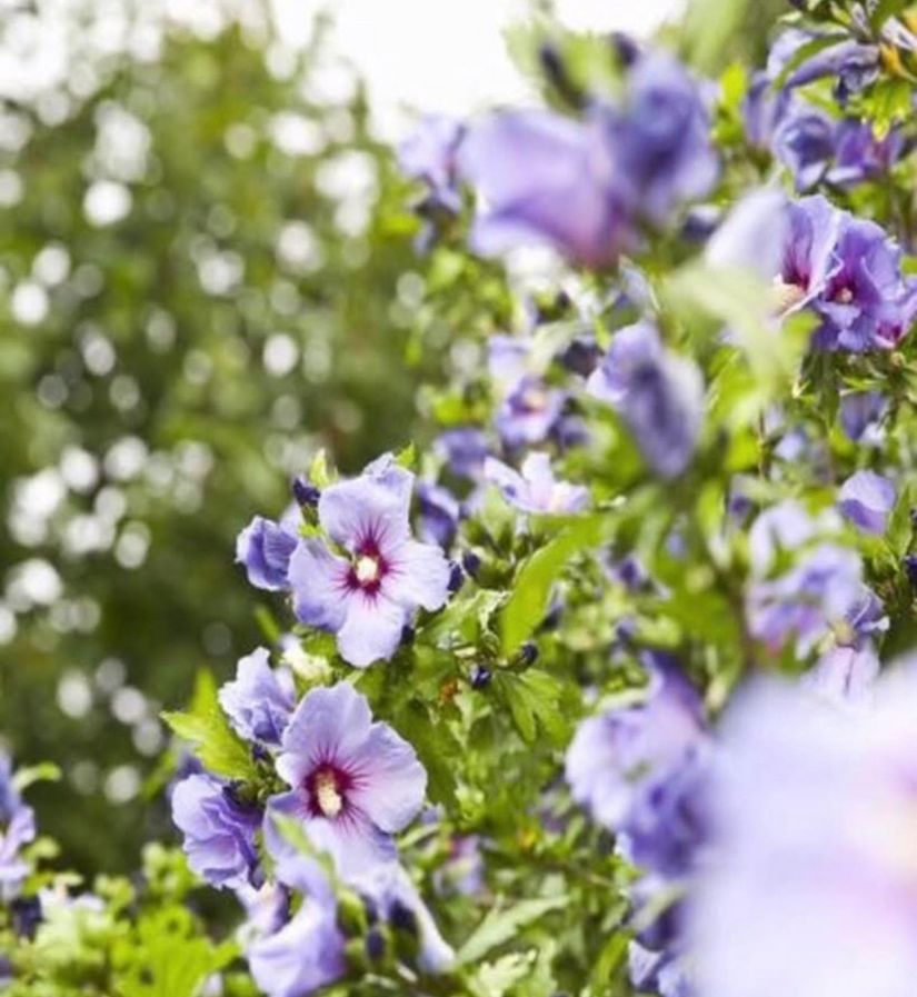 Bostadsrätt, Tyringegatan 27, Husensjö, Helsingborg