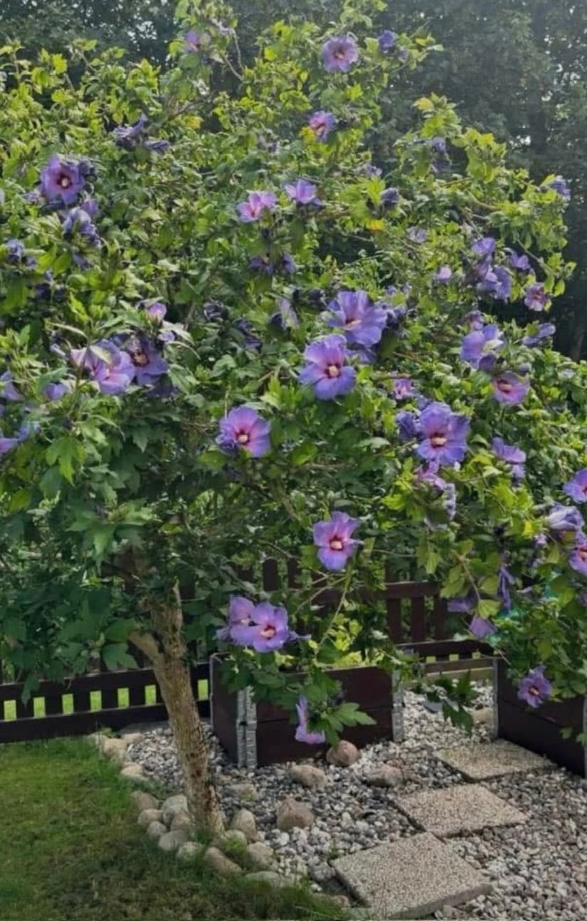 Bostadsrätt, Tyringegatan 27, Husensjö, Helsingborg