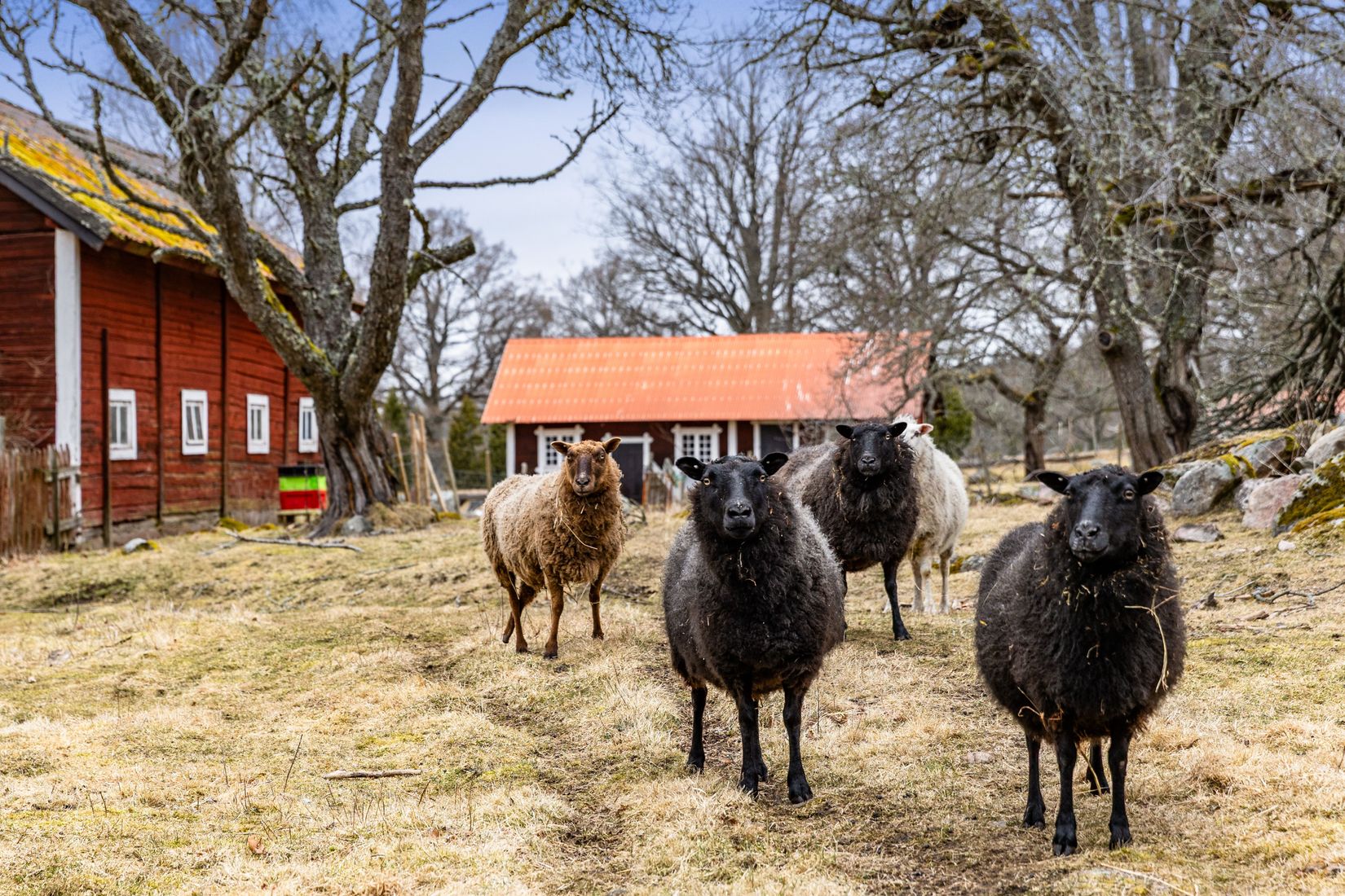 Gård/Skog, Tidersrum Kålstorp, Tidersrum, Kinda