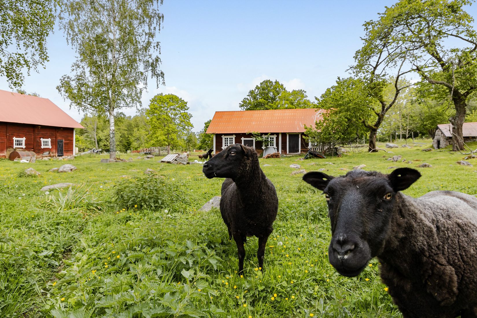 Gård/Skog, Tidersrum Kålstorp, Tidersrum, Kinda