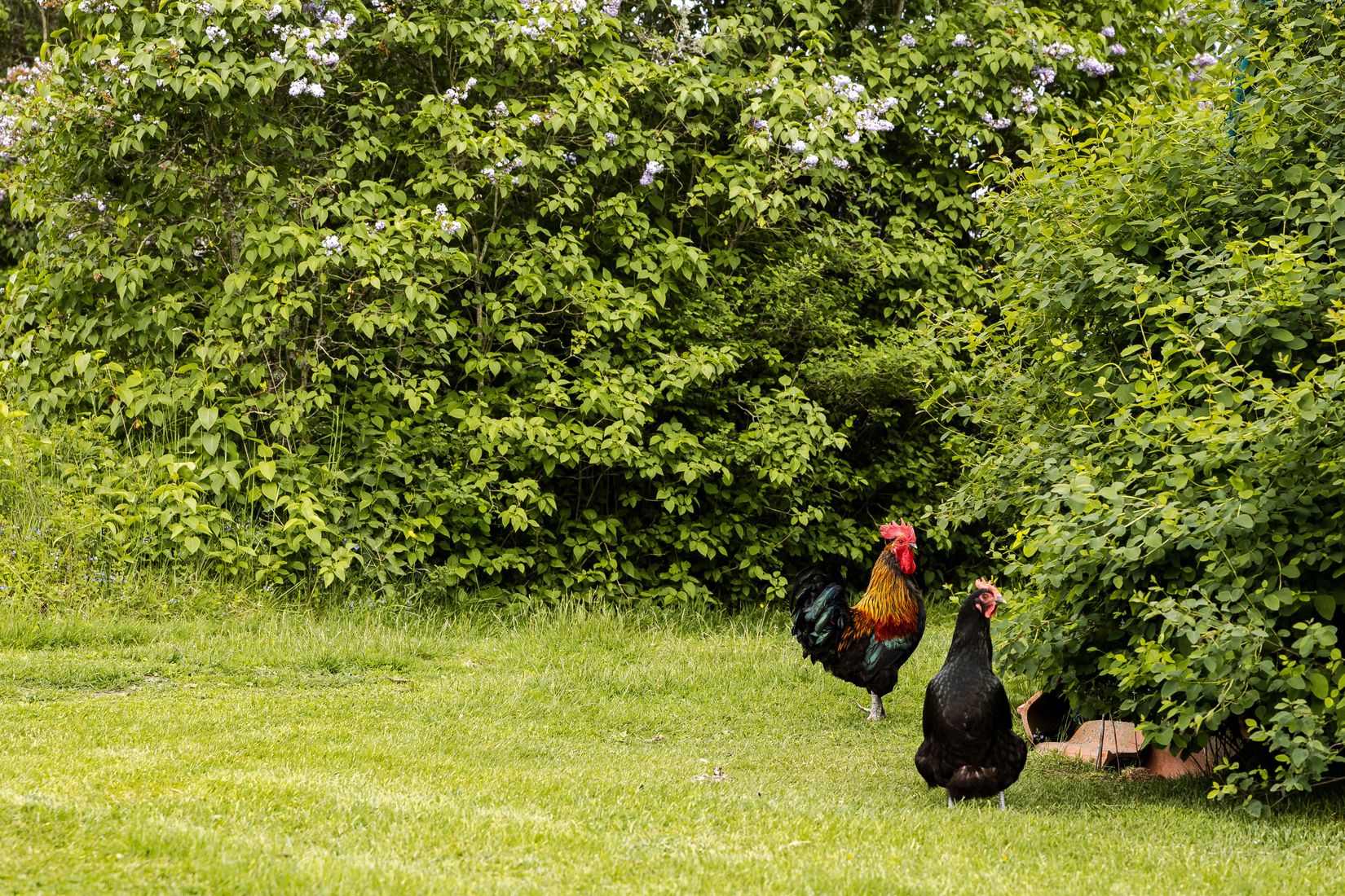 Gård/Skog, Tidersrum Kålstorp, Tidersrum, Kinda