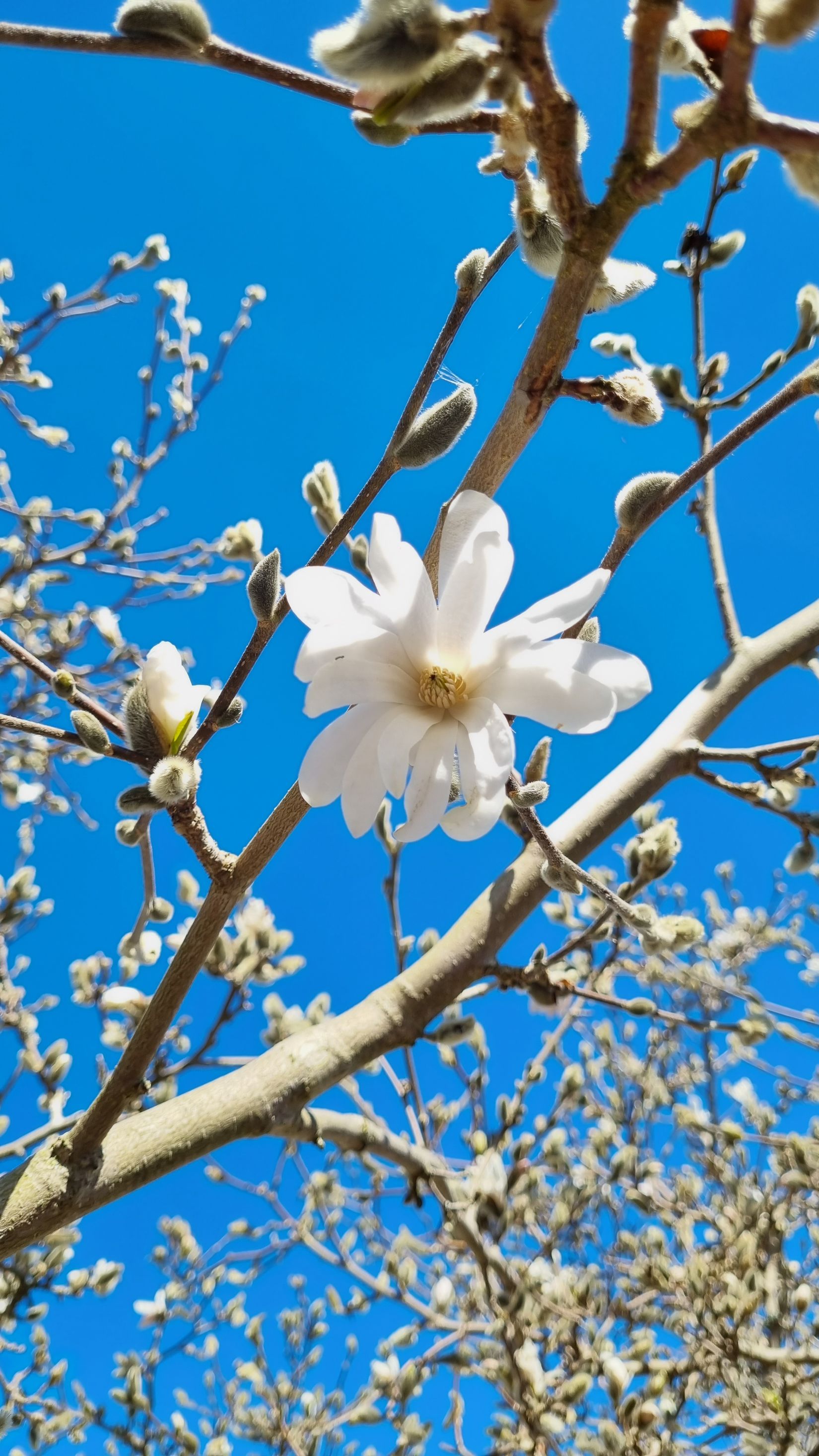 Villa, Radhus, Huddungegränd 31, Brunnby Vik, Upplands Väsby