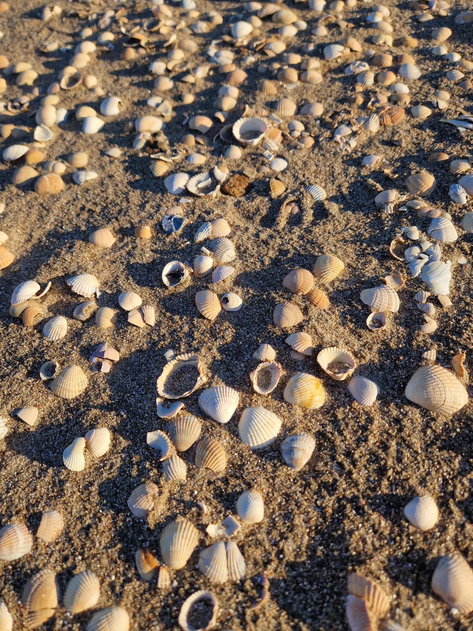 Bostadsrätt, Krikonslingan 6C, Hemmeslövsstrand, Båstad