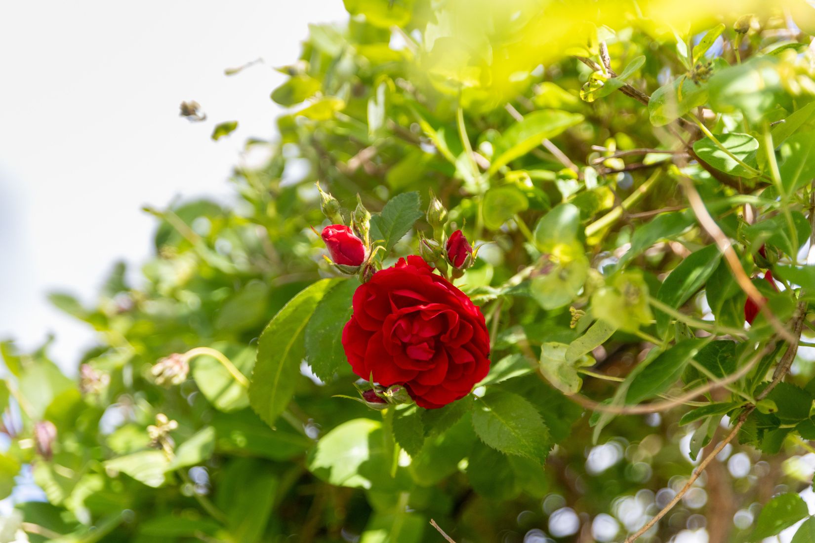 Villa, Svartbrödragatan 2, Centrum, Kungälv