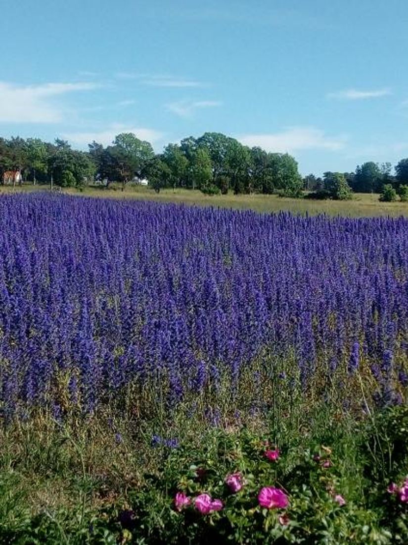 Fritidshus, Stenkyrka Biotitvägen 11, Stenkyrka, Gotland