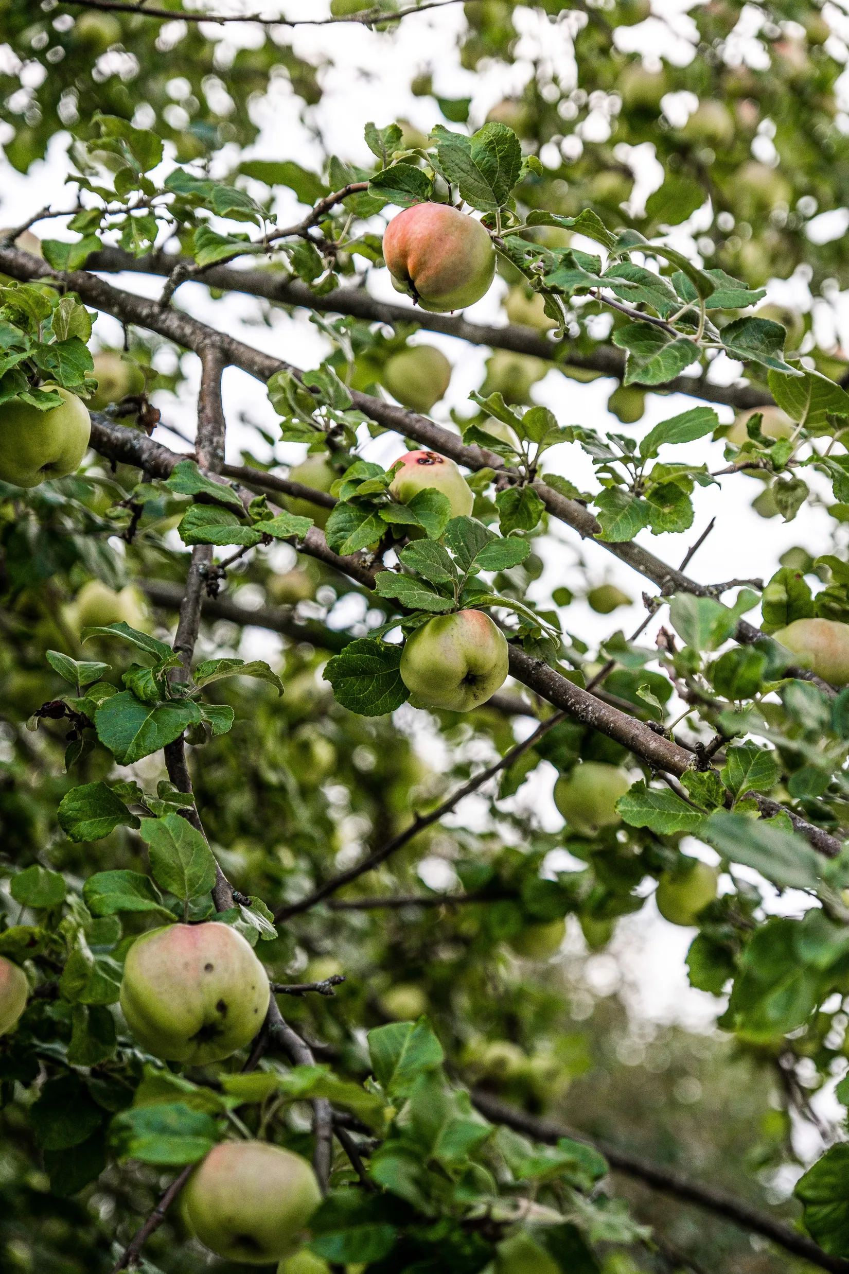 Bostadsrätt, Tillfällavägen 11, Sävedalen, Partille