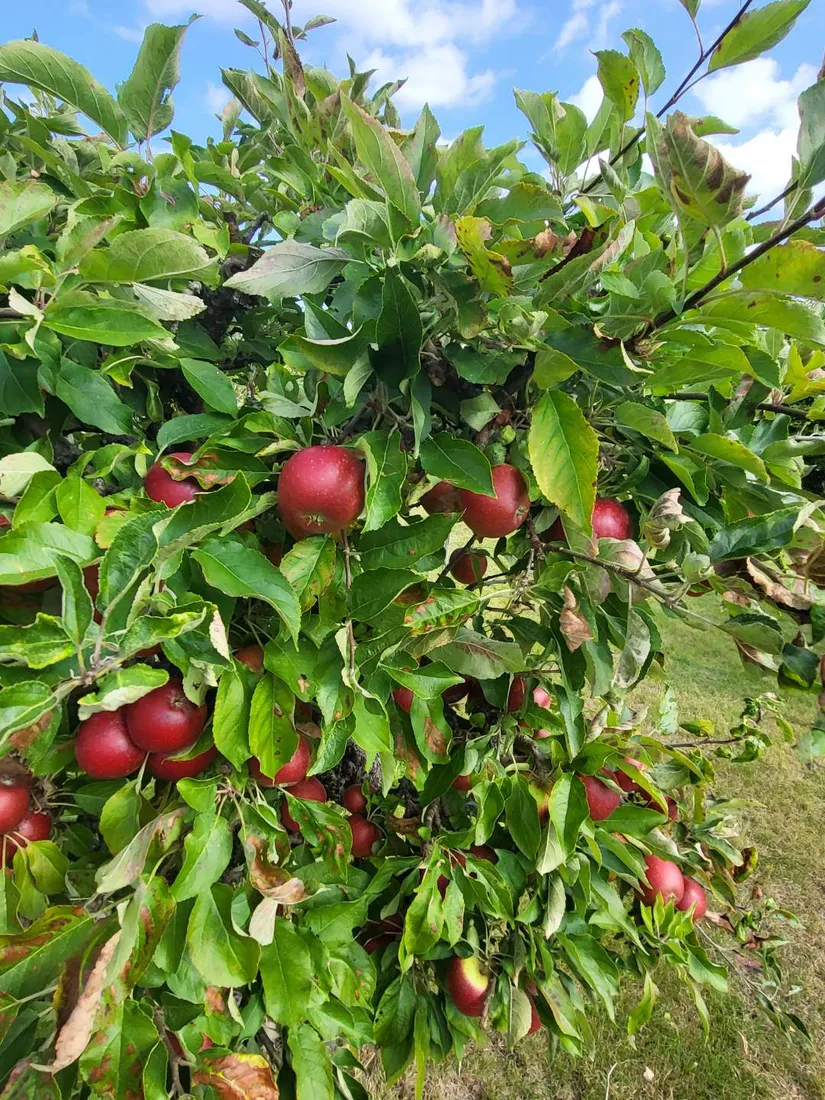 Fritidshus, Rosengången 24, Östra Sommarstaden , Ystad