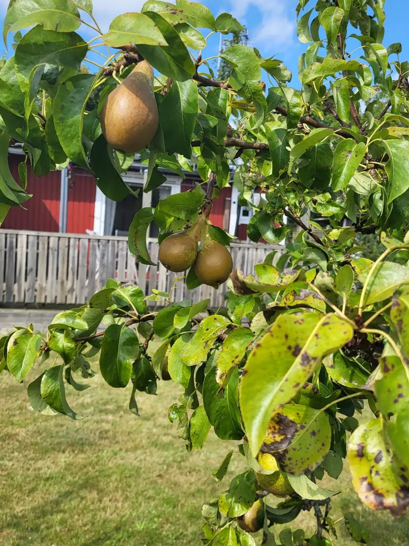 Fritidshus, Rosengången 24, Östra Sommarstaden , Ystad