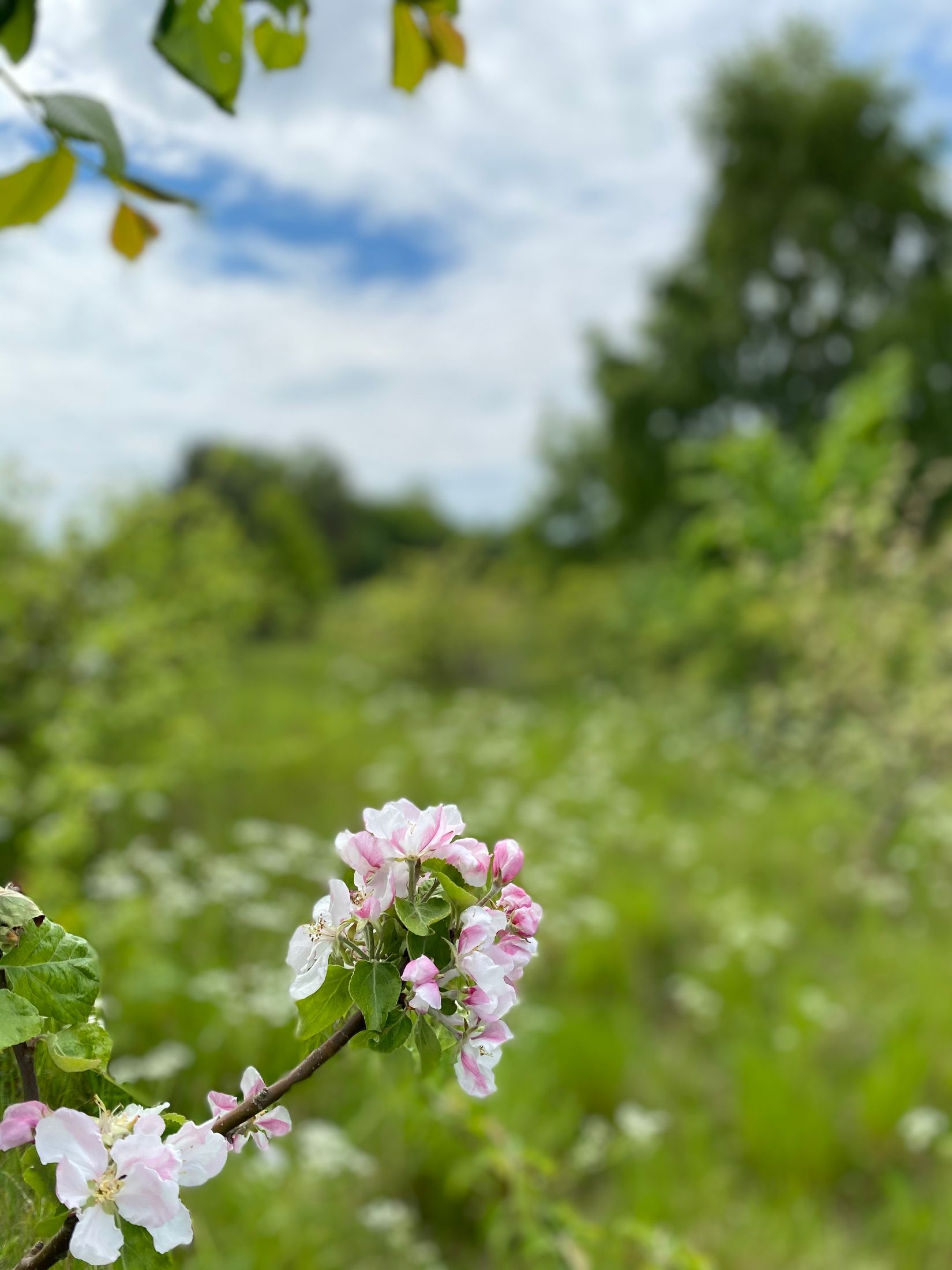 Tomt, Rubinolagatan 63, Vik, Simrishamn