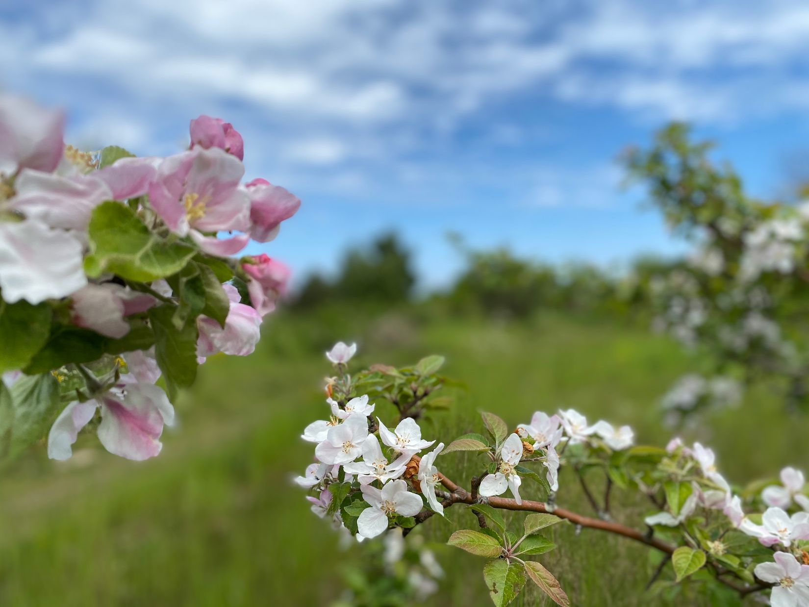 Tomt, Rubinolagatan 63, Vik, Simrishamn