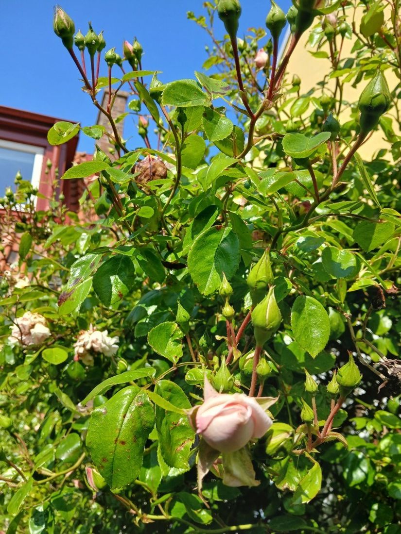 Villa, Hamngatan 17, Simrishamn - gamla stan, Simrishamn