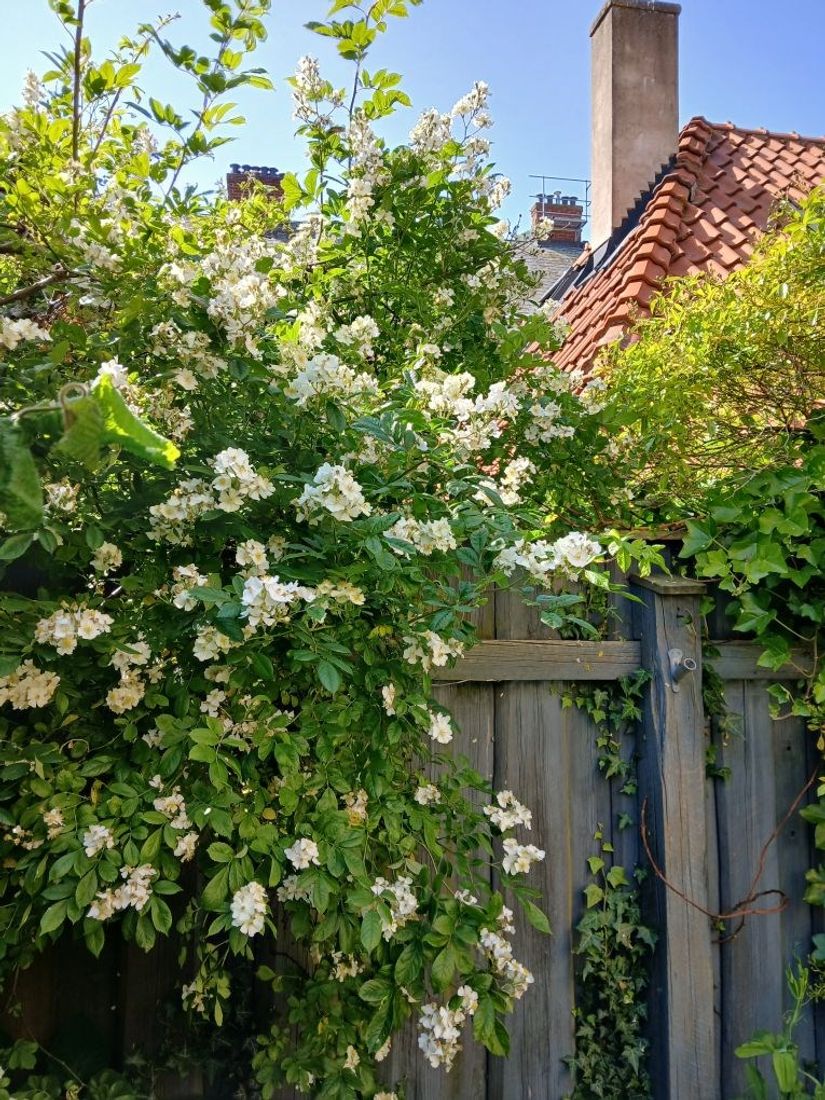 Villa, Hamngatan 17, Simrishamn - gamla stan, Simrishamn