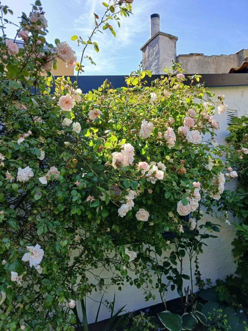 Villa, Hamngatan 17, Simrishamn - gamla stan, Simrishamn