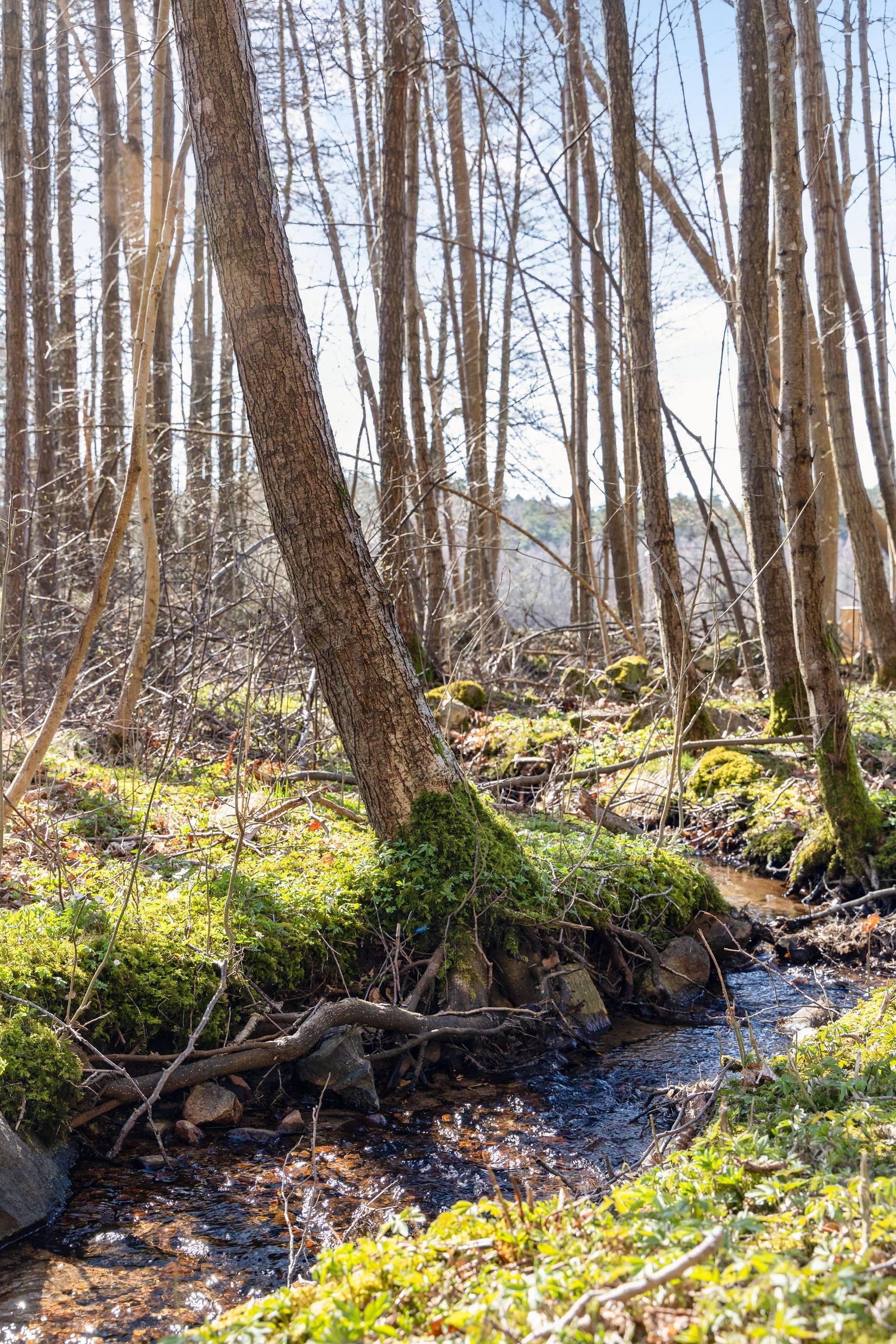 Tomt, Säve djupedalsväg 61B, Säve, Göteborg