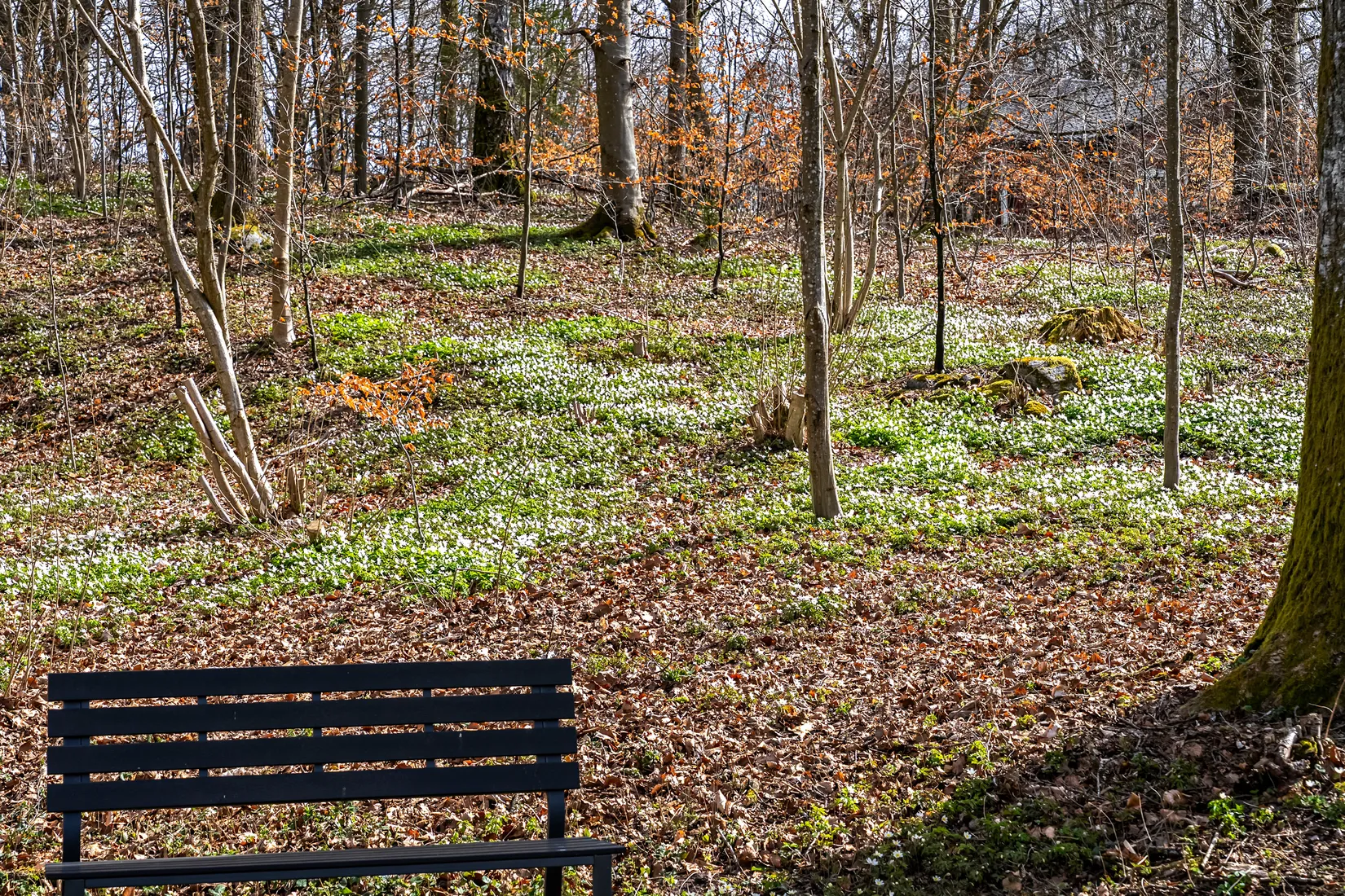 Bostadsrätt, Fritidshus, Korsaröds Sjöpark 12, Korsaröd, Höör