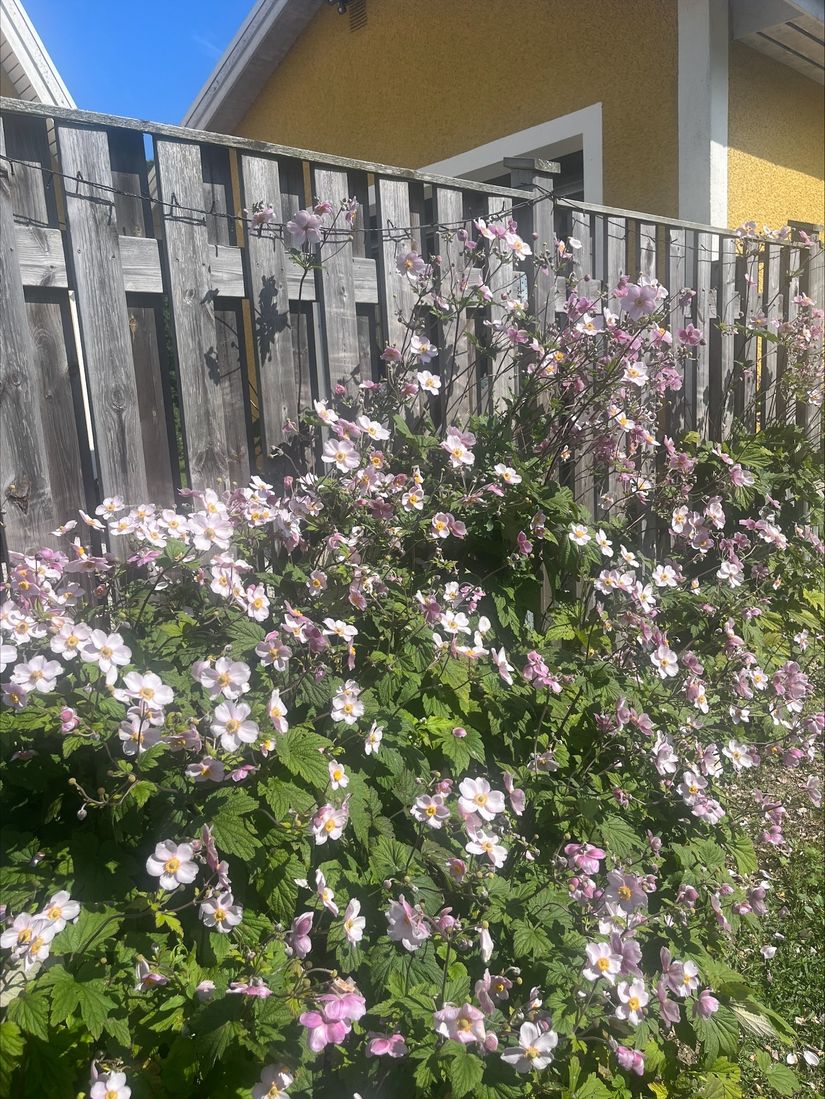 Villa, Lummelunda Tjaulsvägen 20, Lummelunda, Gotland