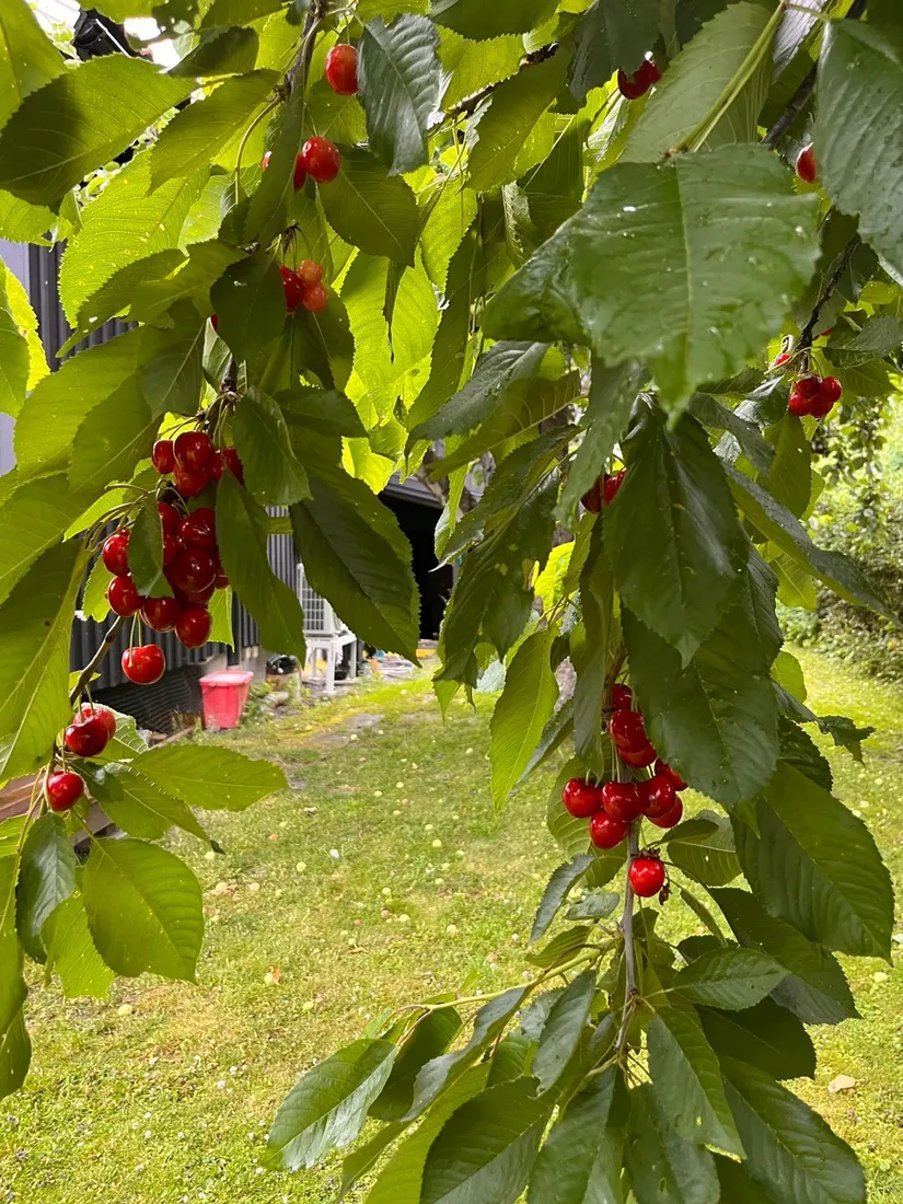 Villa, Furutorpsvägen 8, Elfvik, Lidingö