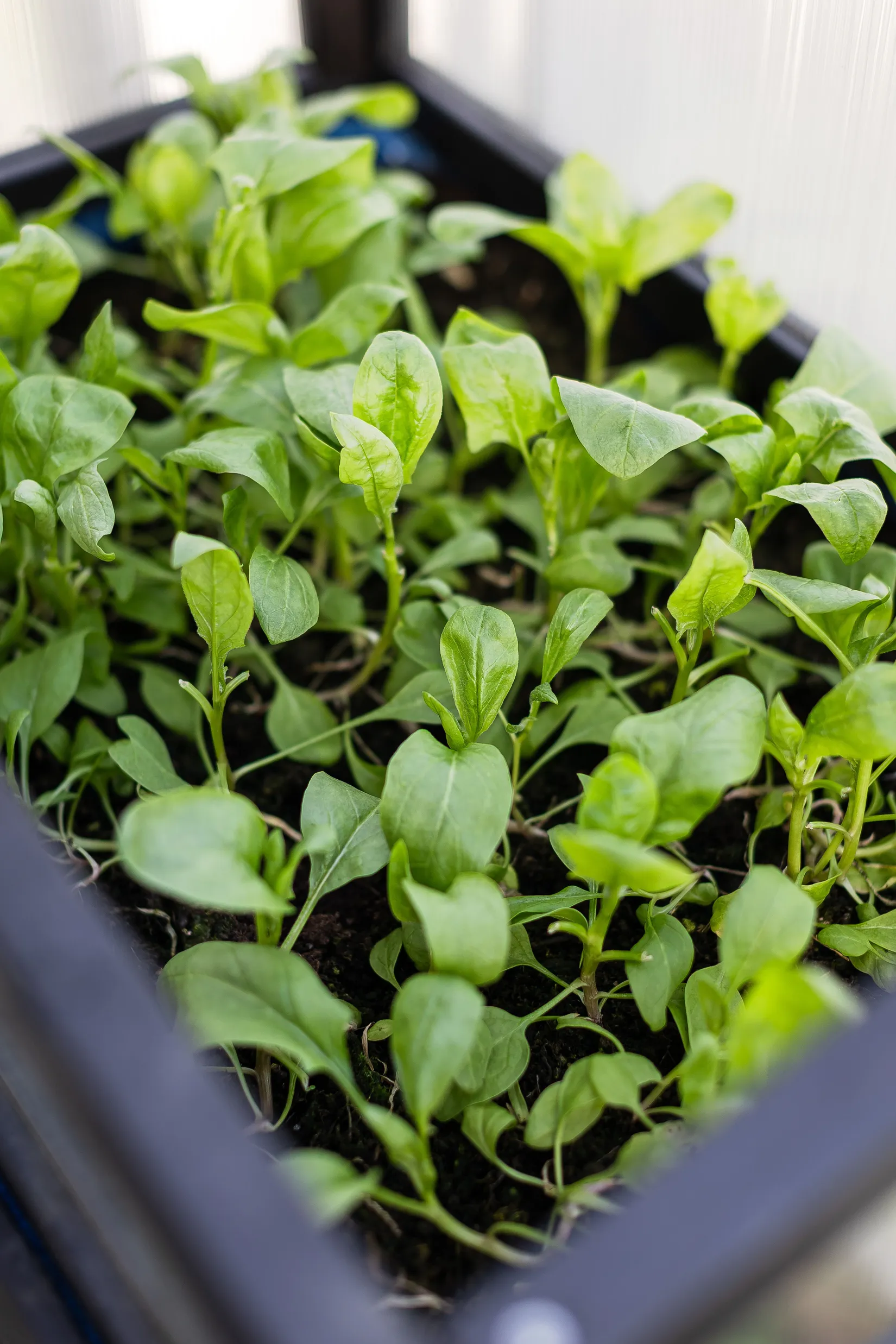 Bostadsrätt, Hannes Alfvéns gata 1, Vallastaden, Linköping