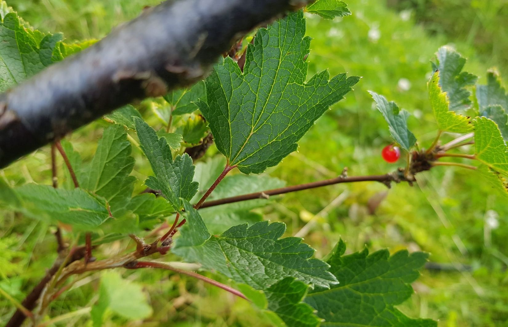 Fritidshus, Hisingsparken Västerhagen 61  Stuga nr 16, Hisingen, Göteborg