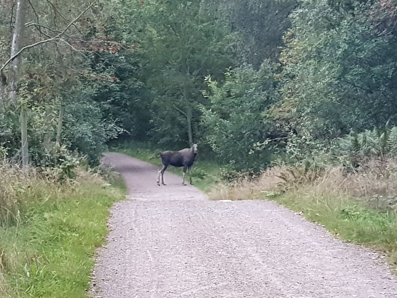 Fritidshus, Hisingsparken Västerhagen 61  Stuga nr 16, Hisingen, Göteborg
