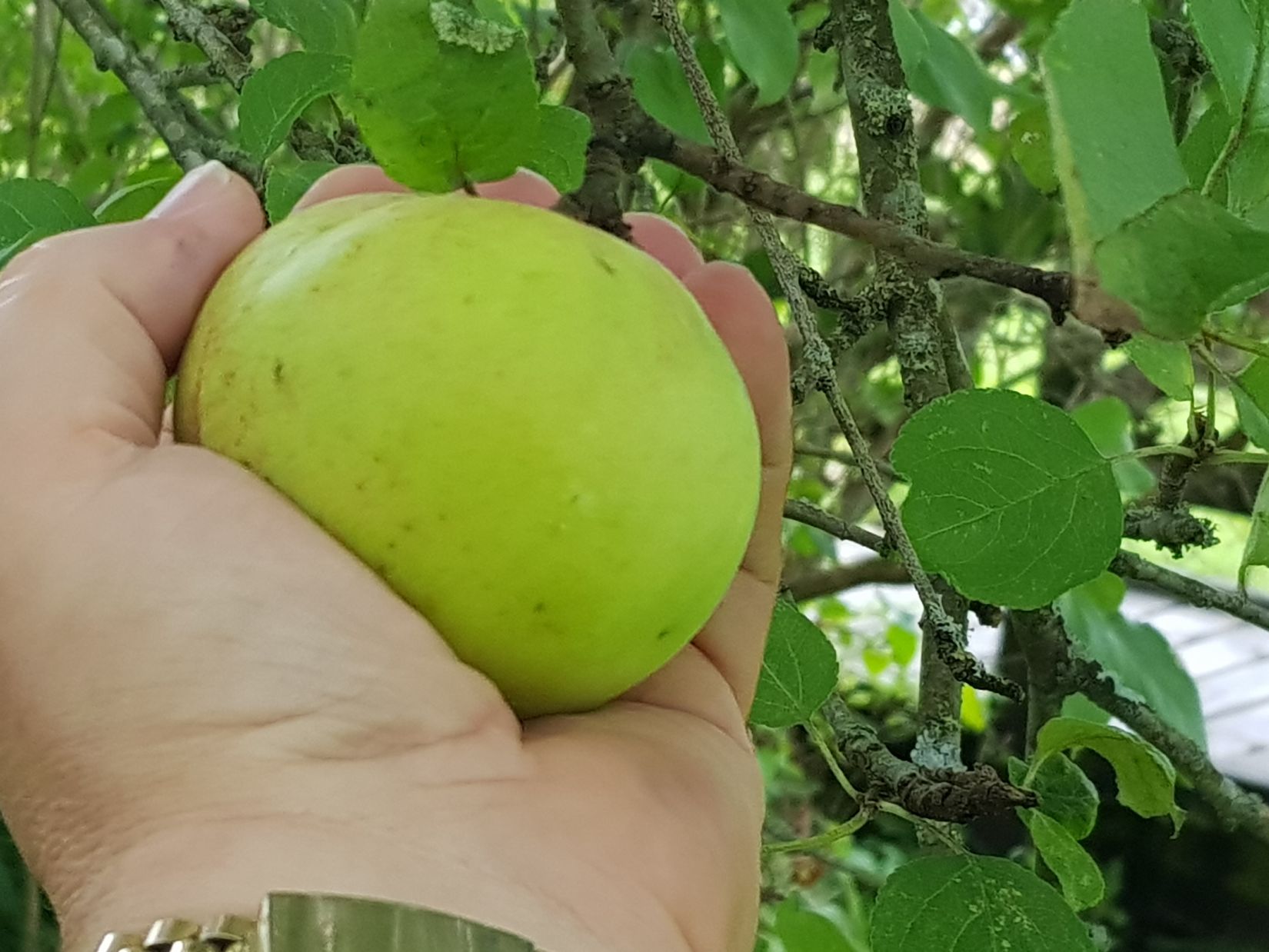 Fritidshus, Hisingsparken Västerhagen 61  Stuga nr 16, Hisingen, Göteborg