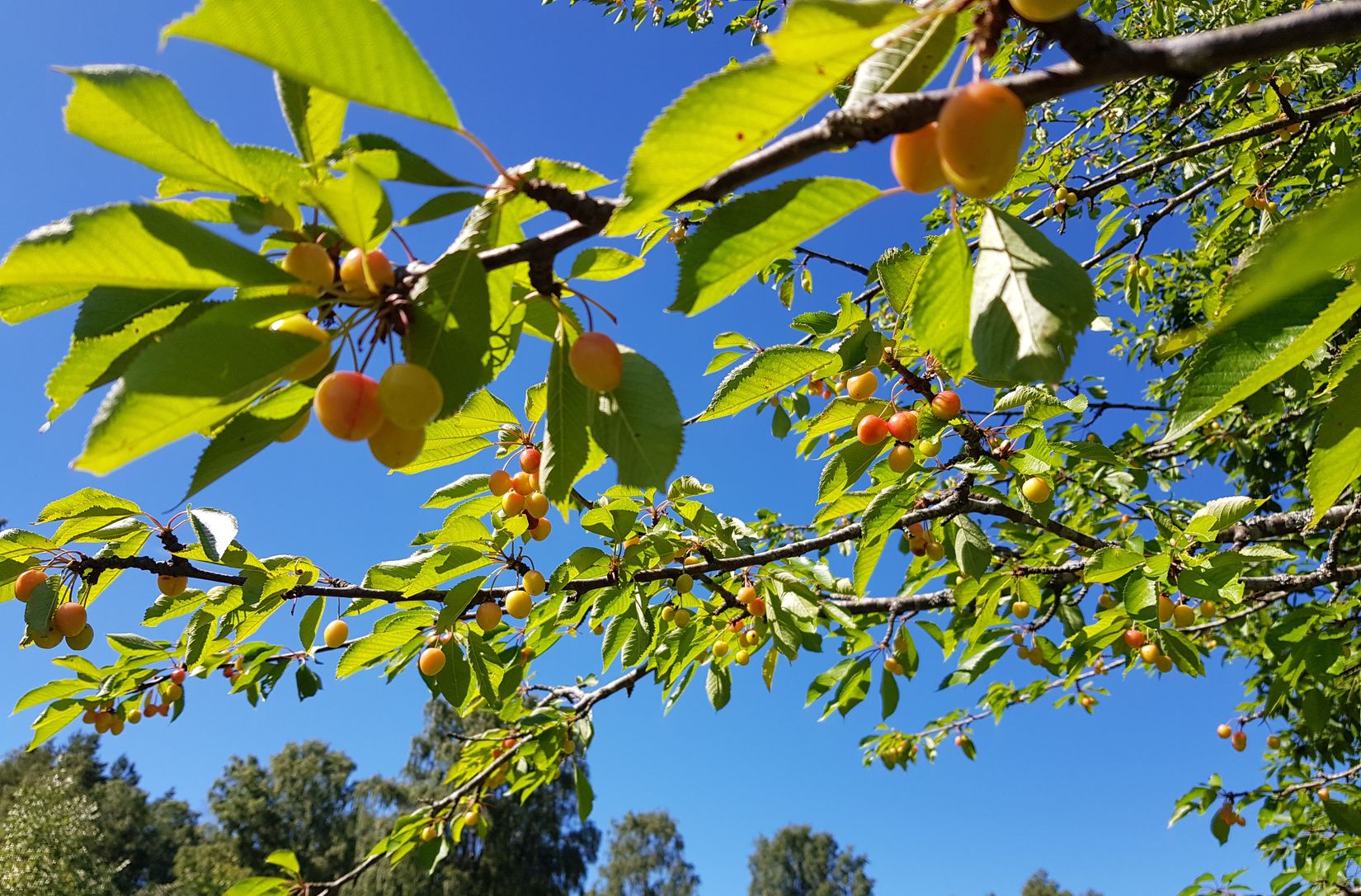 Fritidshus, Hisingsparken Västerhagen 61  Stuga nr 16, Hisingen, Göteborg