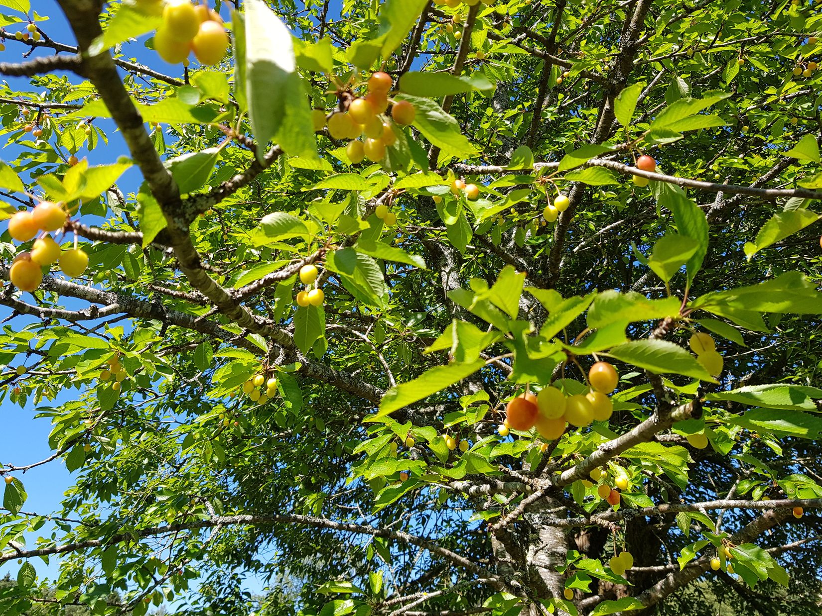 Fritidshus, Hisingsparken Västerhagen 61  Stuga nr 16, Hisingen, Göteborg