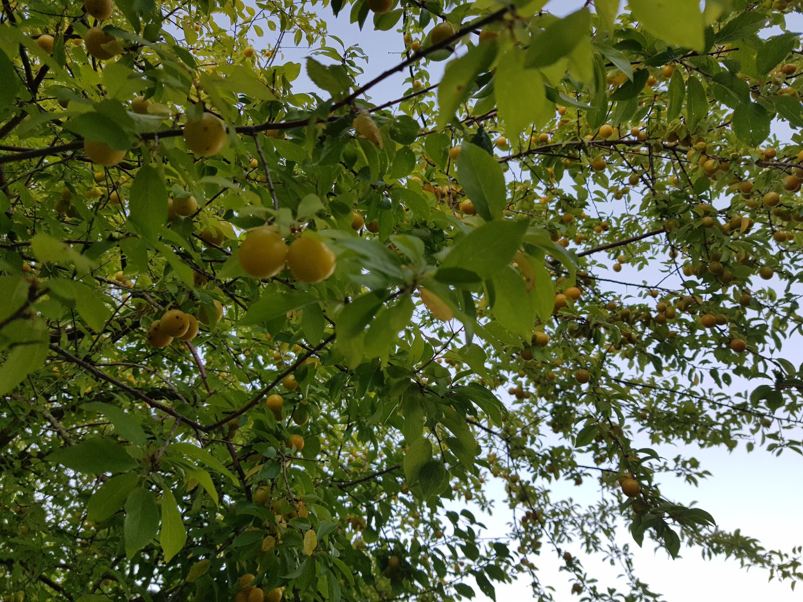 Fritidshus, Hisingsparken Västerhagen 61  Stuga nr 16, Hisingen, Göteborg