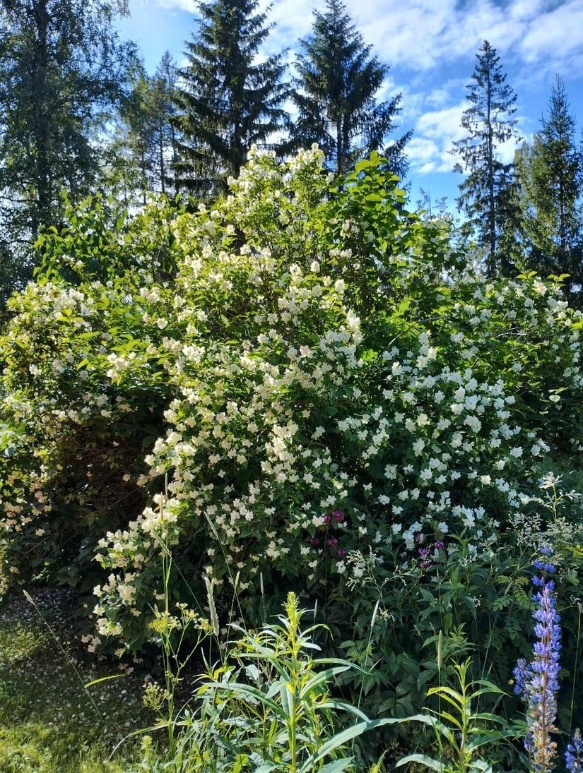 Fritidshus, Skällom 150, Häggdånger, Härnösand