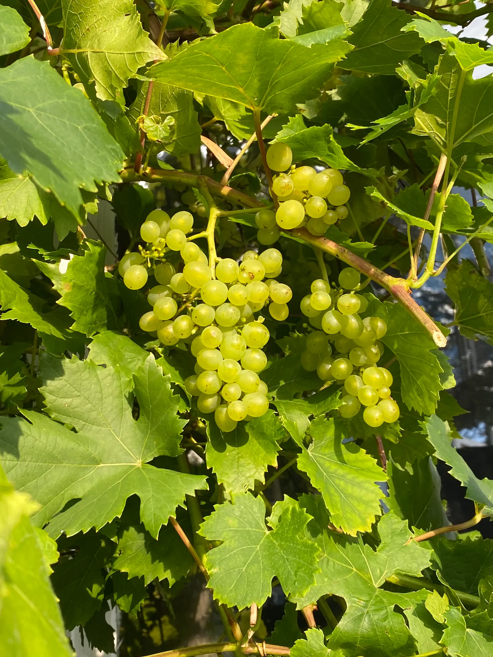 Villa, Klintegatan 4, Mölndal - Krokslätt, Mölndal