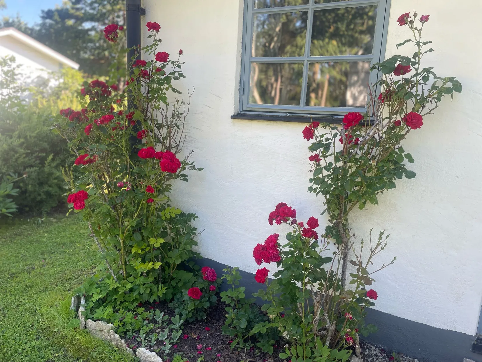 Villa, Follingbo Rosendal 305, Gotland