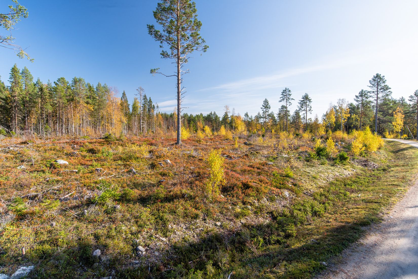 Tomt, Tomter i Nyvik, Nordmaling Nyvik, Nordmaling