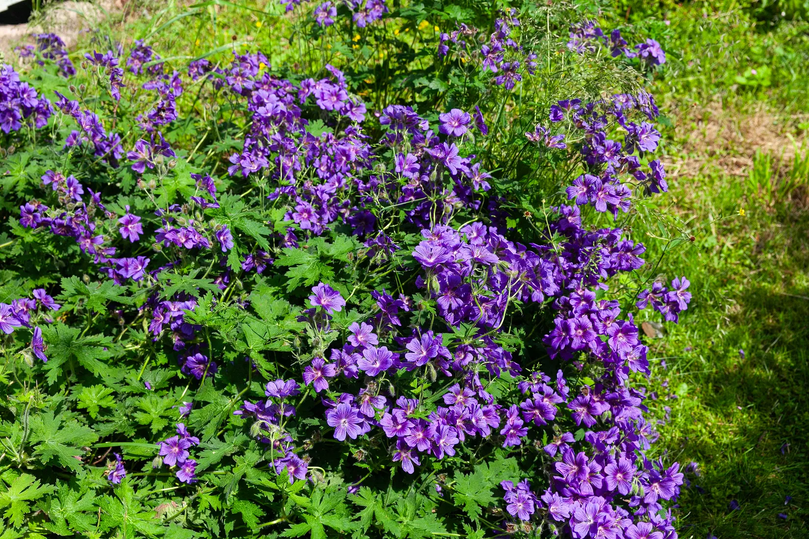 Villa, Backes väg 12, Arild, Höganäs