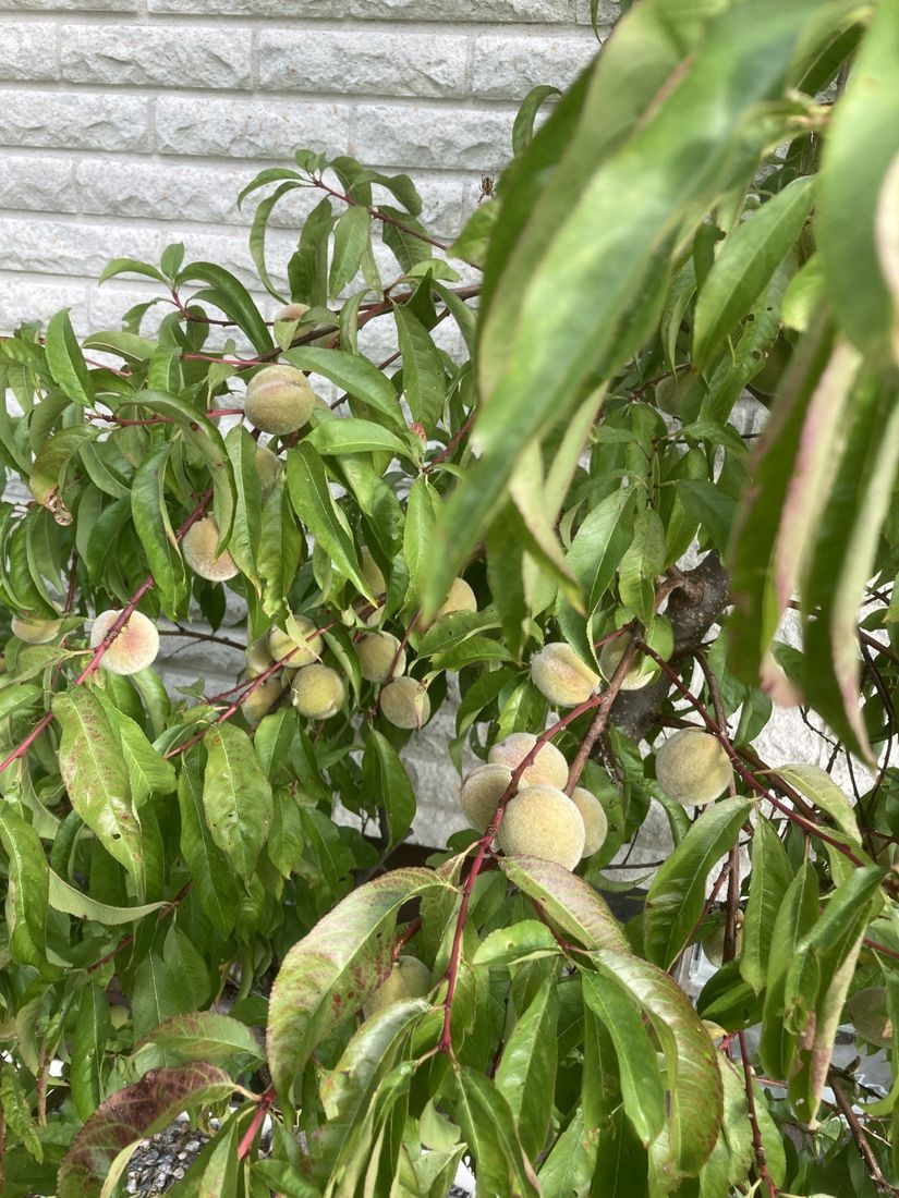 Villa, Fågelhaget 510, Fågelhaget/Folkatorp, Kumla